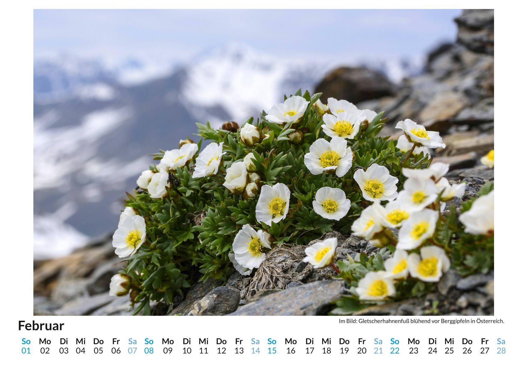 Beispielinhalt (Bild) Alpenblumen