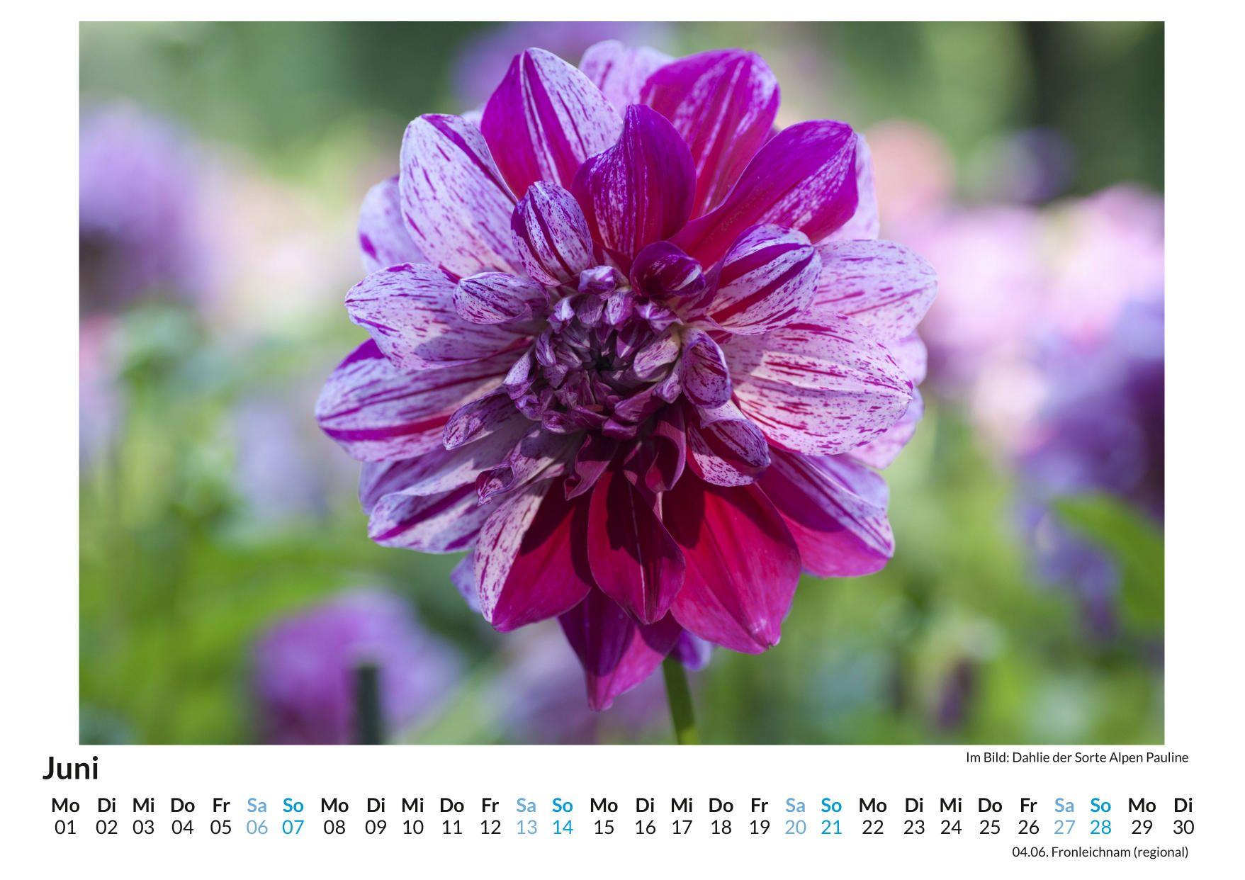 Beispielinhalt (Bild) Alpenblumen