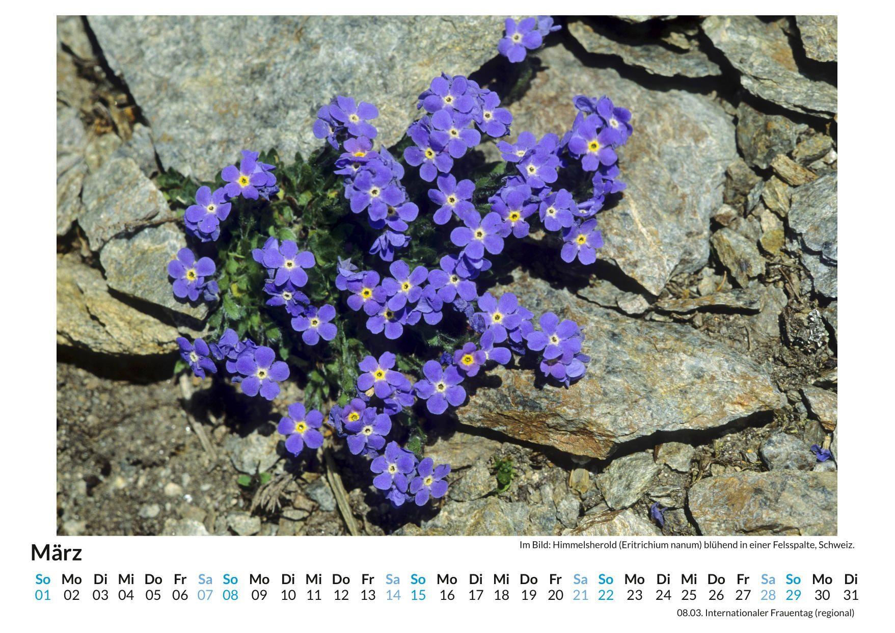 Beispielinhalt (Bild) Alpenblumen