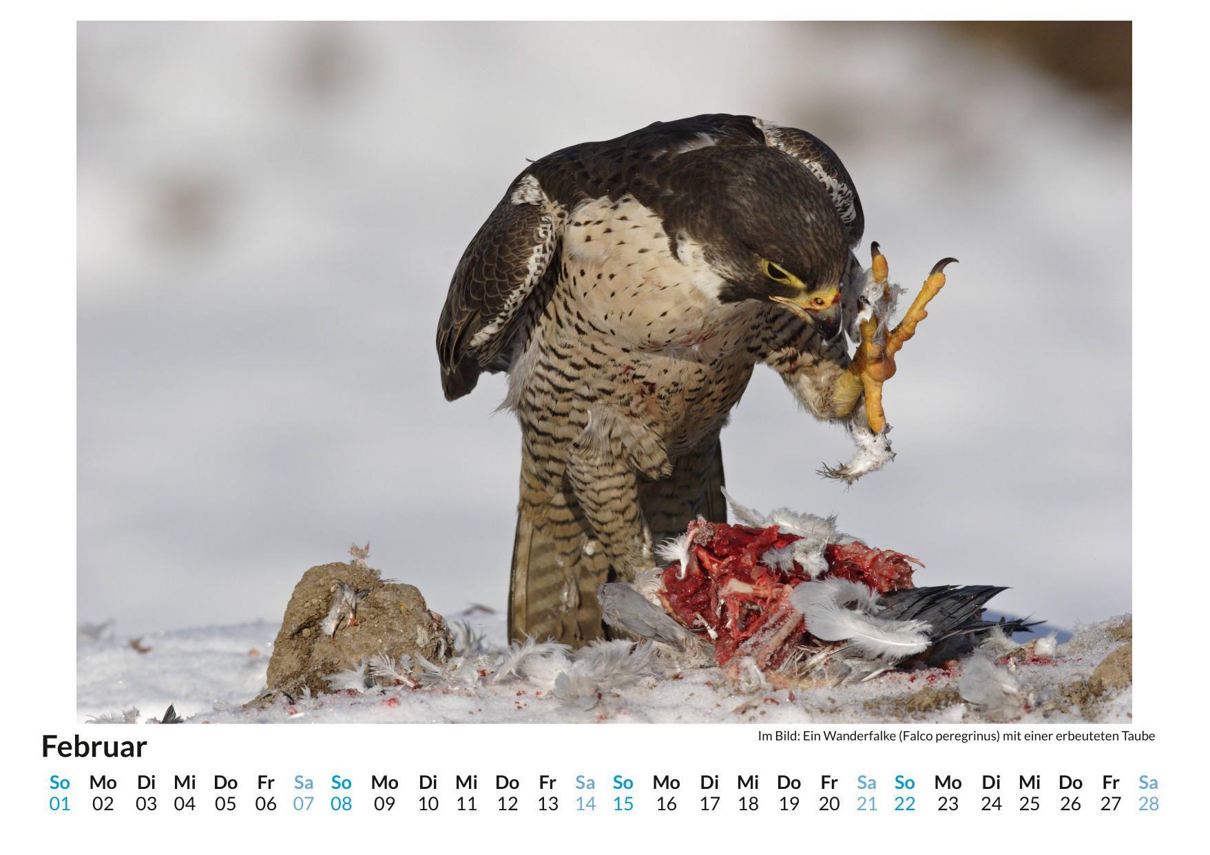 Beispielinhalt (Bild) Jäger und Gejagte