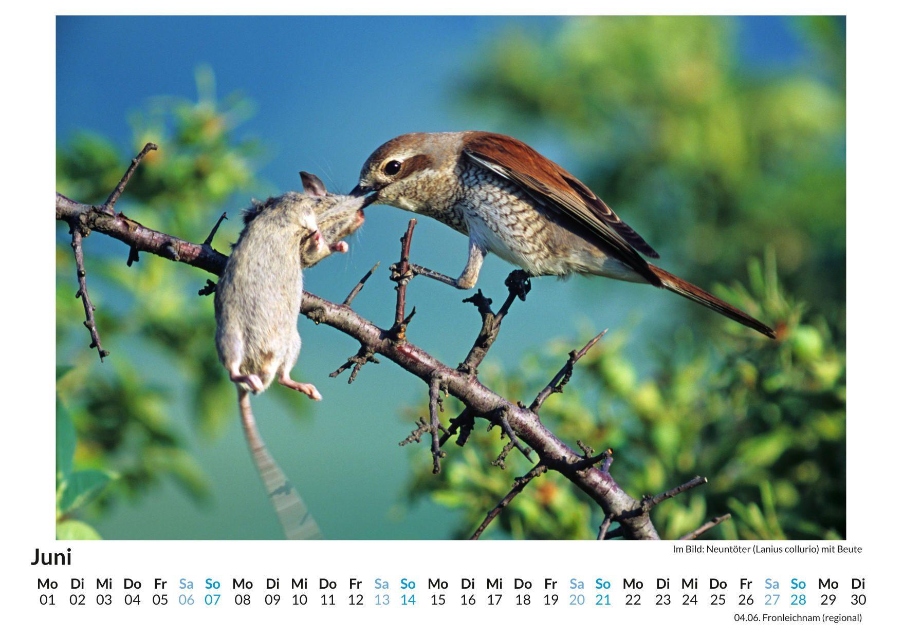 Beispielinhalt (Bild) Jäger und Gejagte