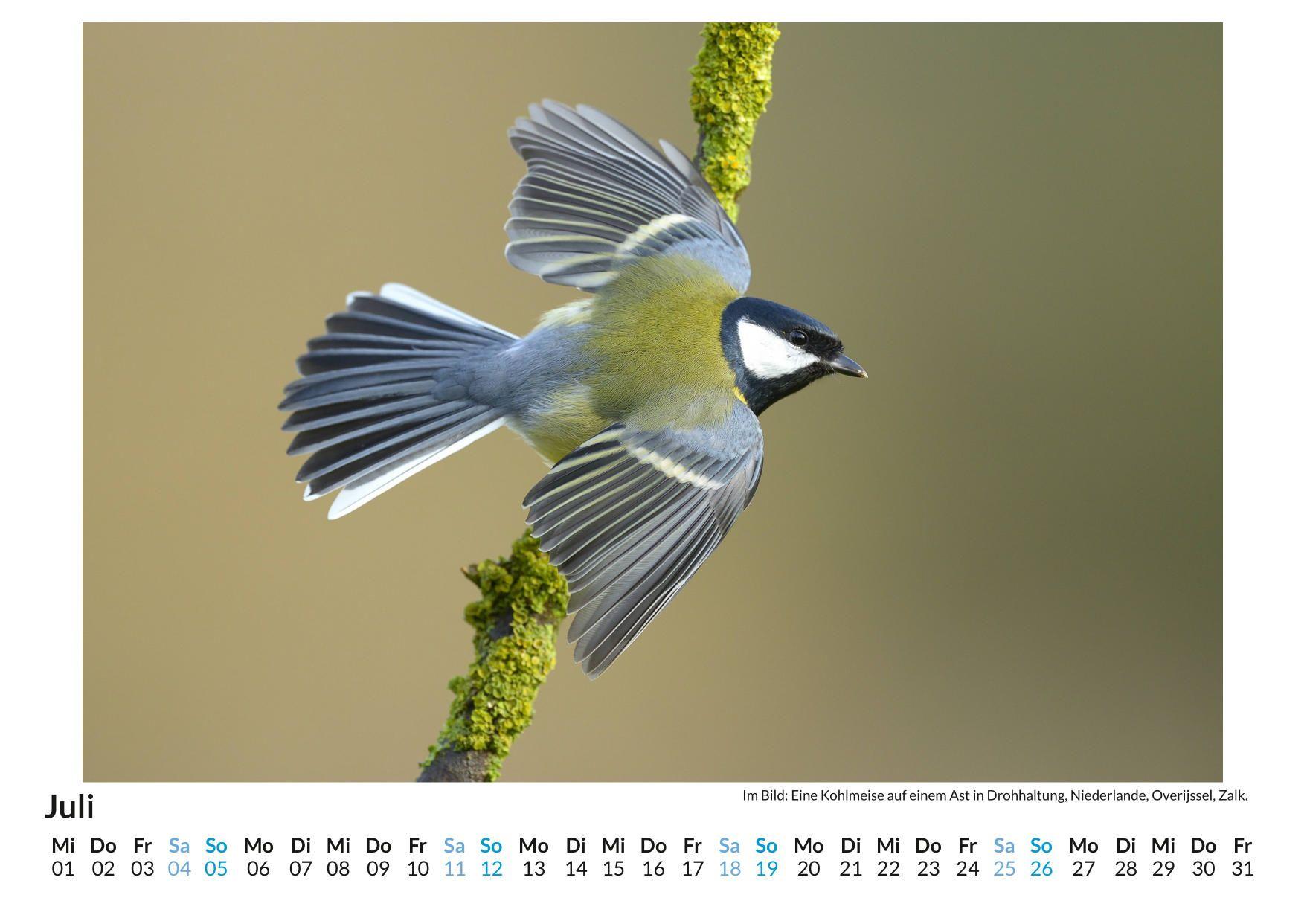 Beispielinhalt (Bild) Der europäische Singvogel