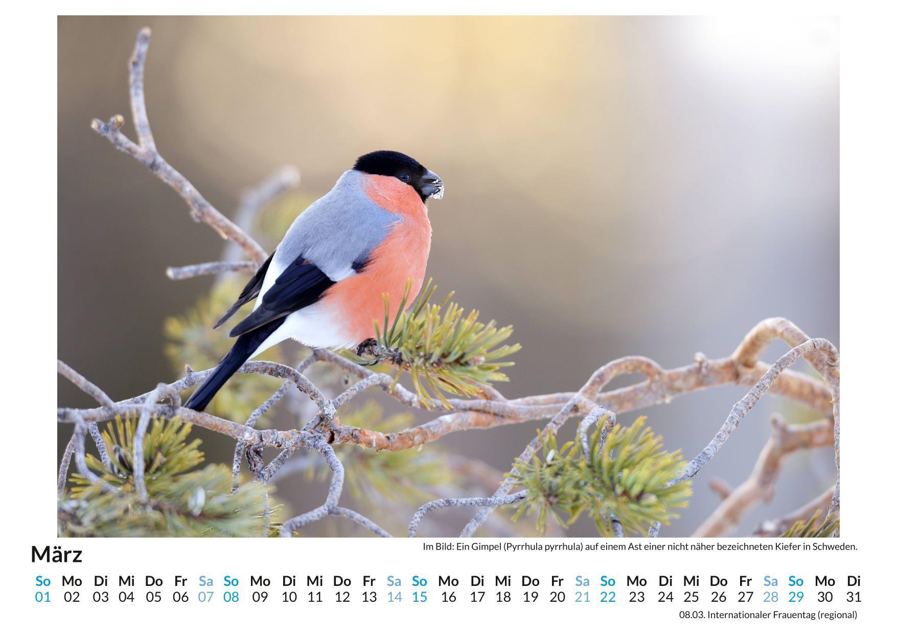 Beispielinhalt (Bild) Der europäische Singvogel