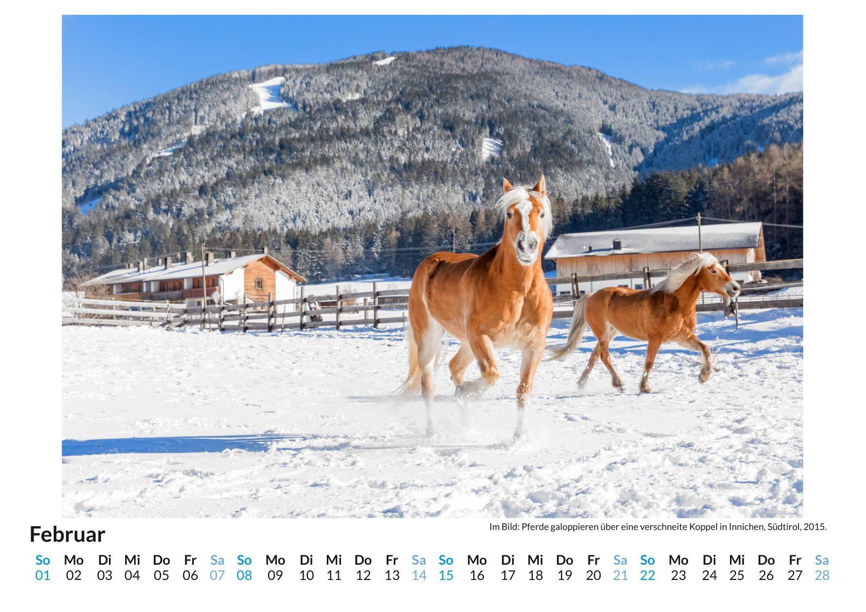 Beispielinhalt (Bild) Haflinger