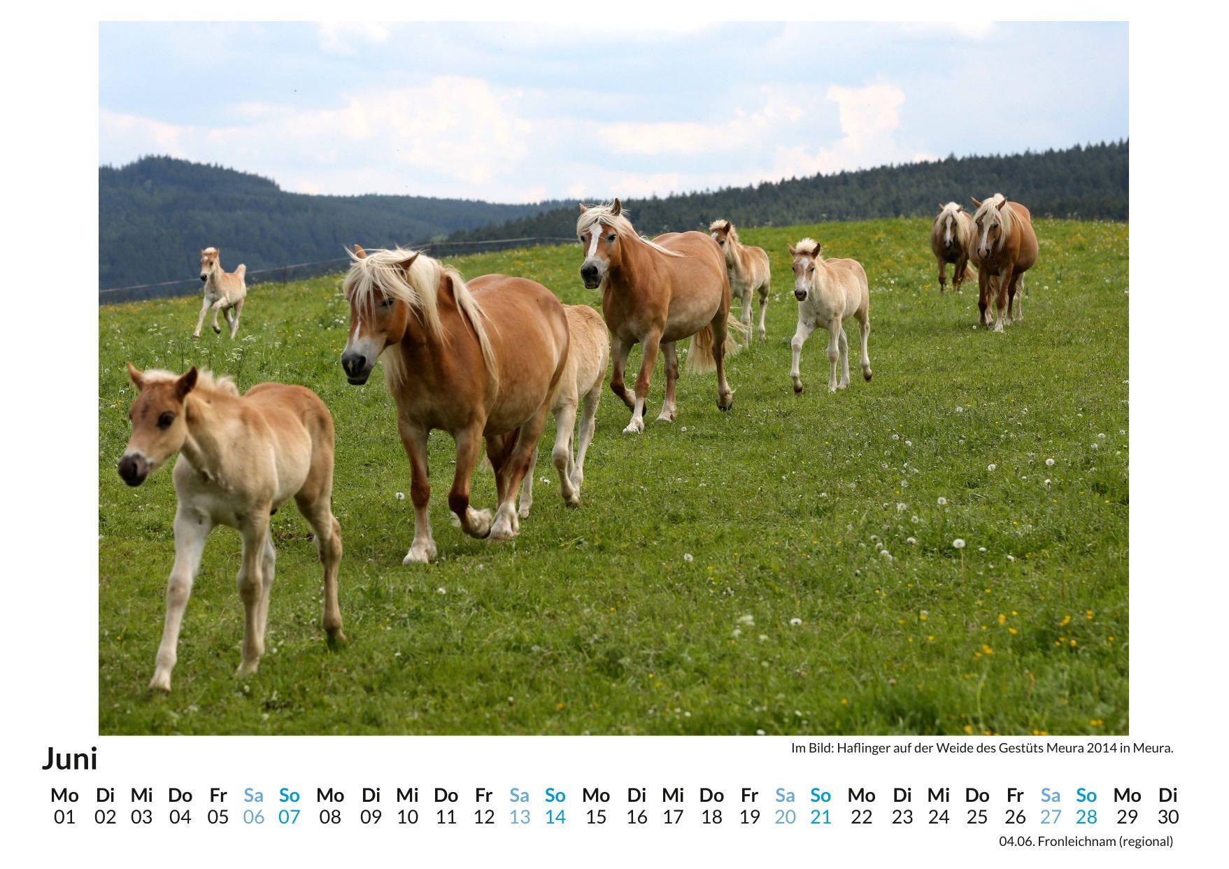 Beispielinhalt (Bild) Haflinger