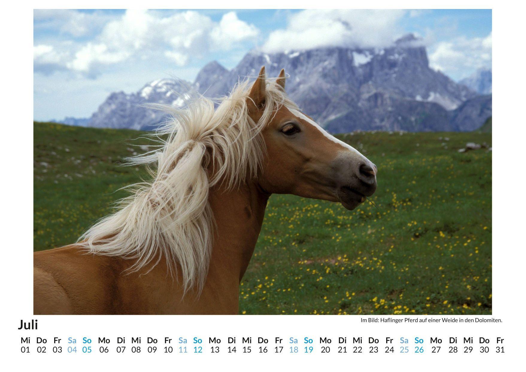 Beispielinhalt (Bild) Haflinger