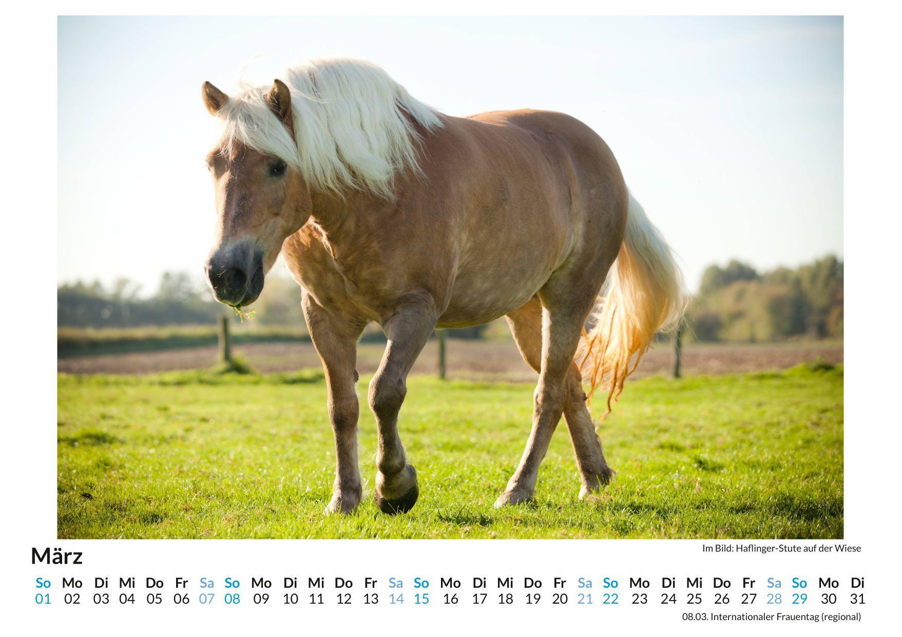 Beispielinhalt (Bild) Haflinger