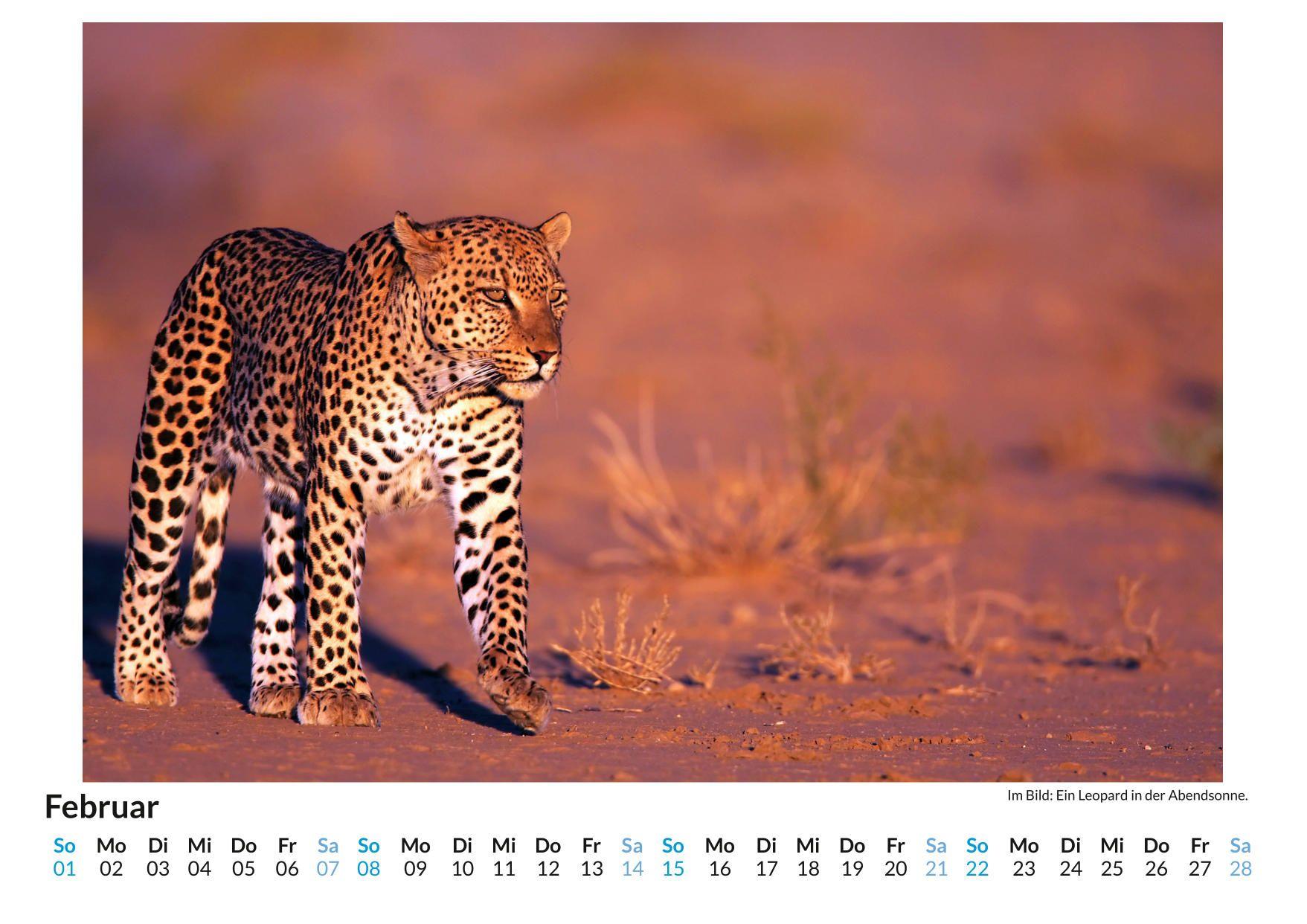 Beispielinhalt (Bild) Leopard