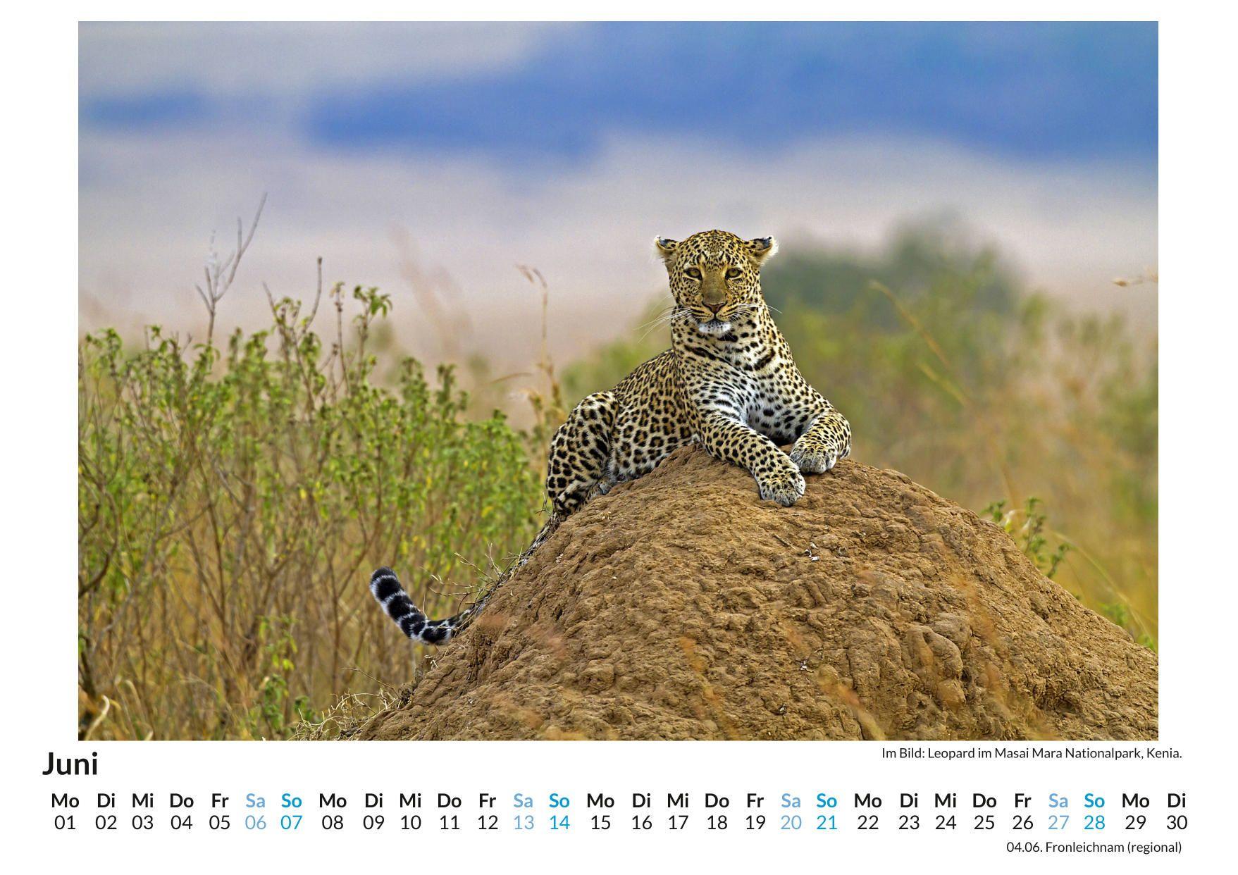 Beispielinhalt (Bild) Leopard