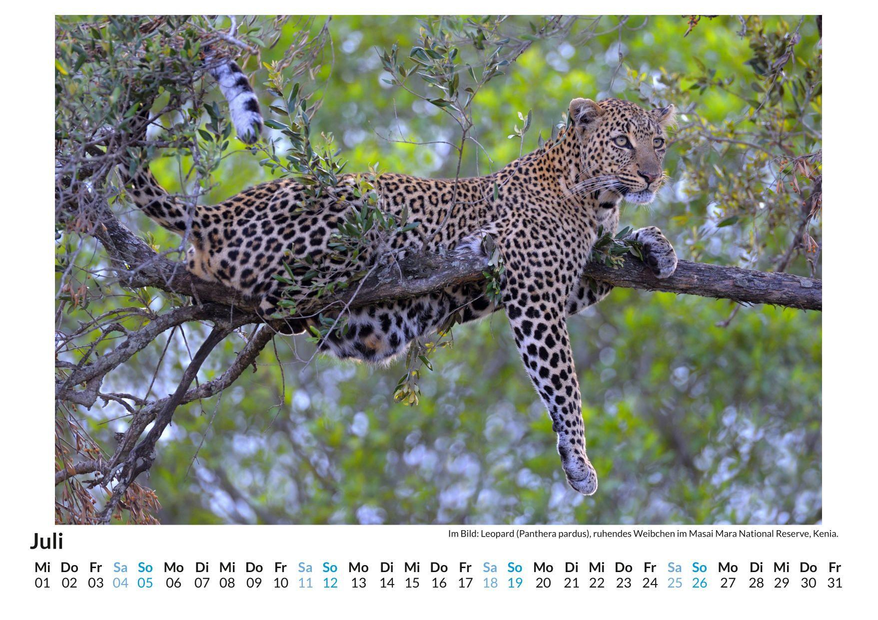 Beispielinhalt (Bild) Leopard
