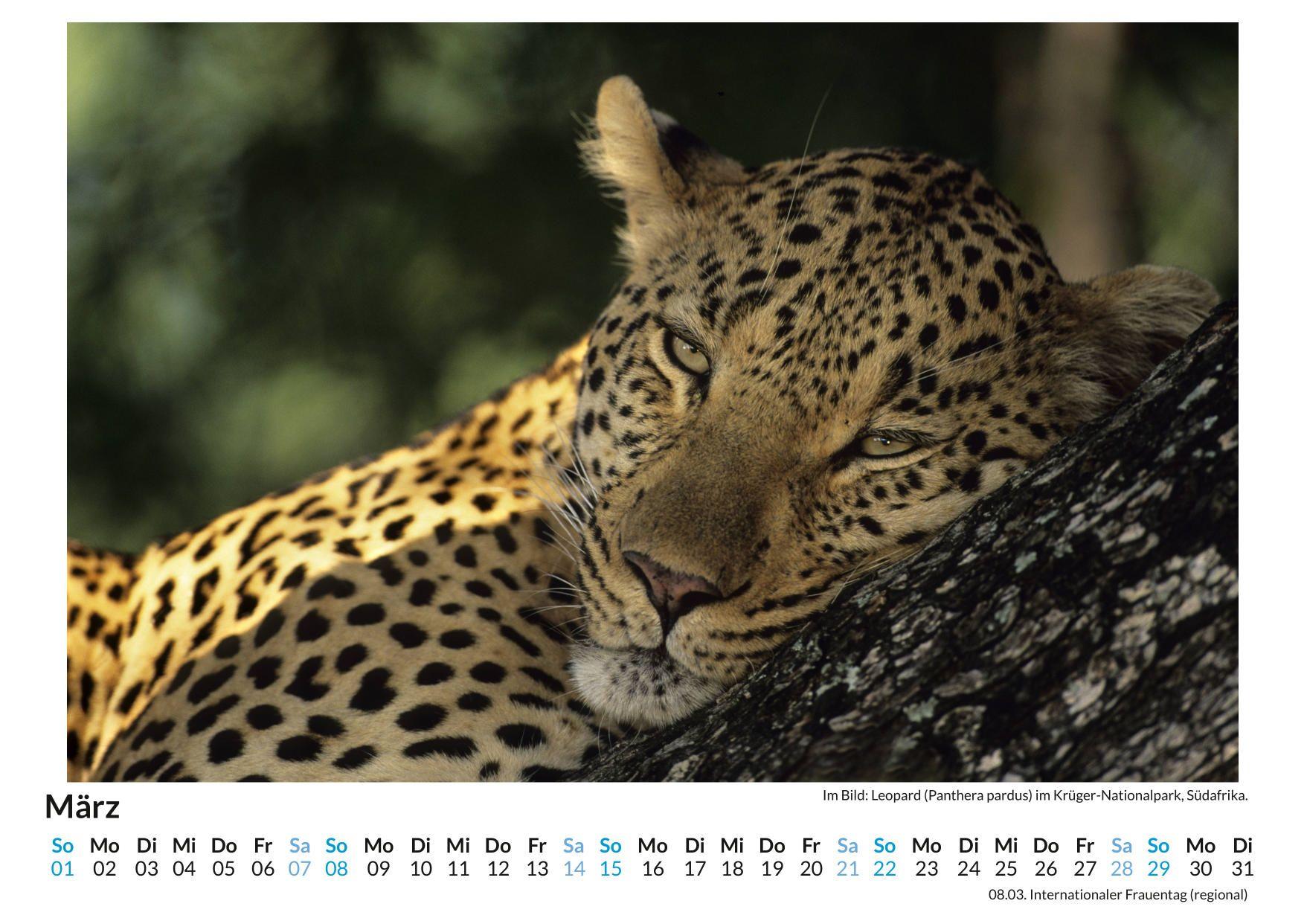Beispielinhalt (Bild) Leopard