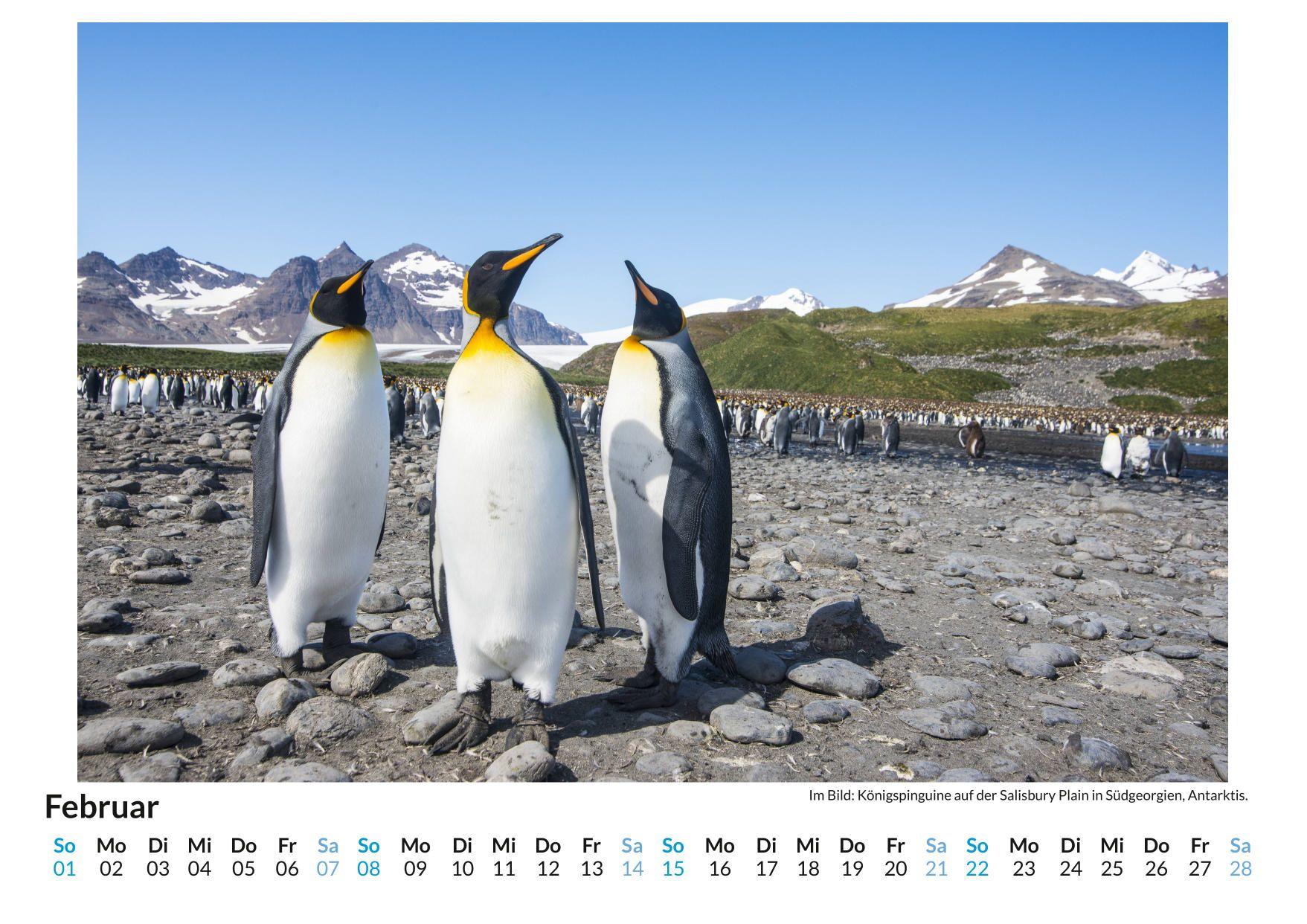 Beispielinhalt (Bild) Pinguine