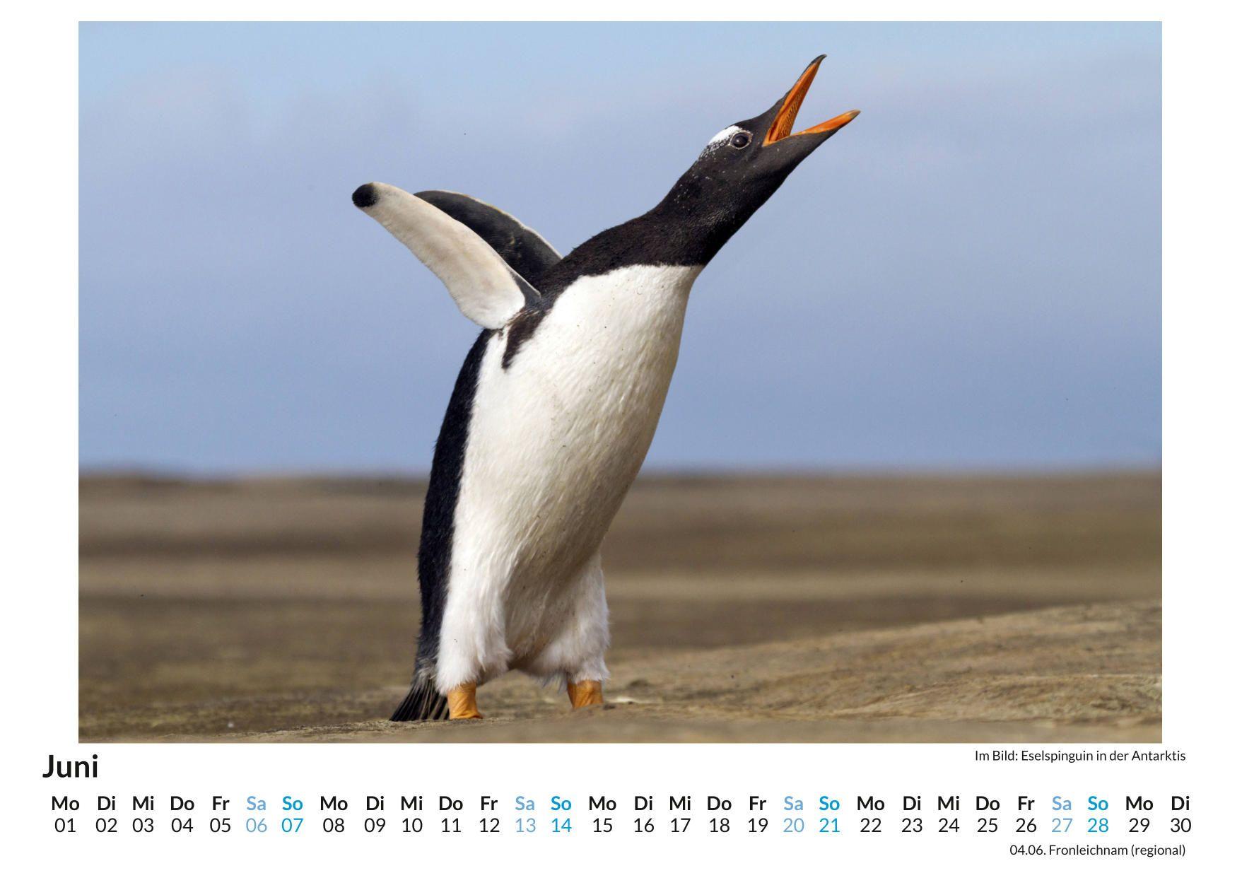 Beispielinhalt (Bild) Pinguine