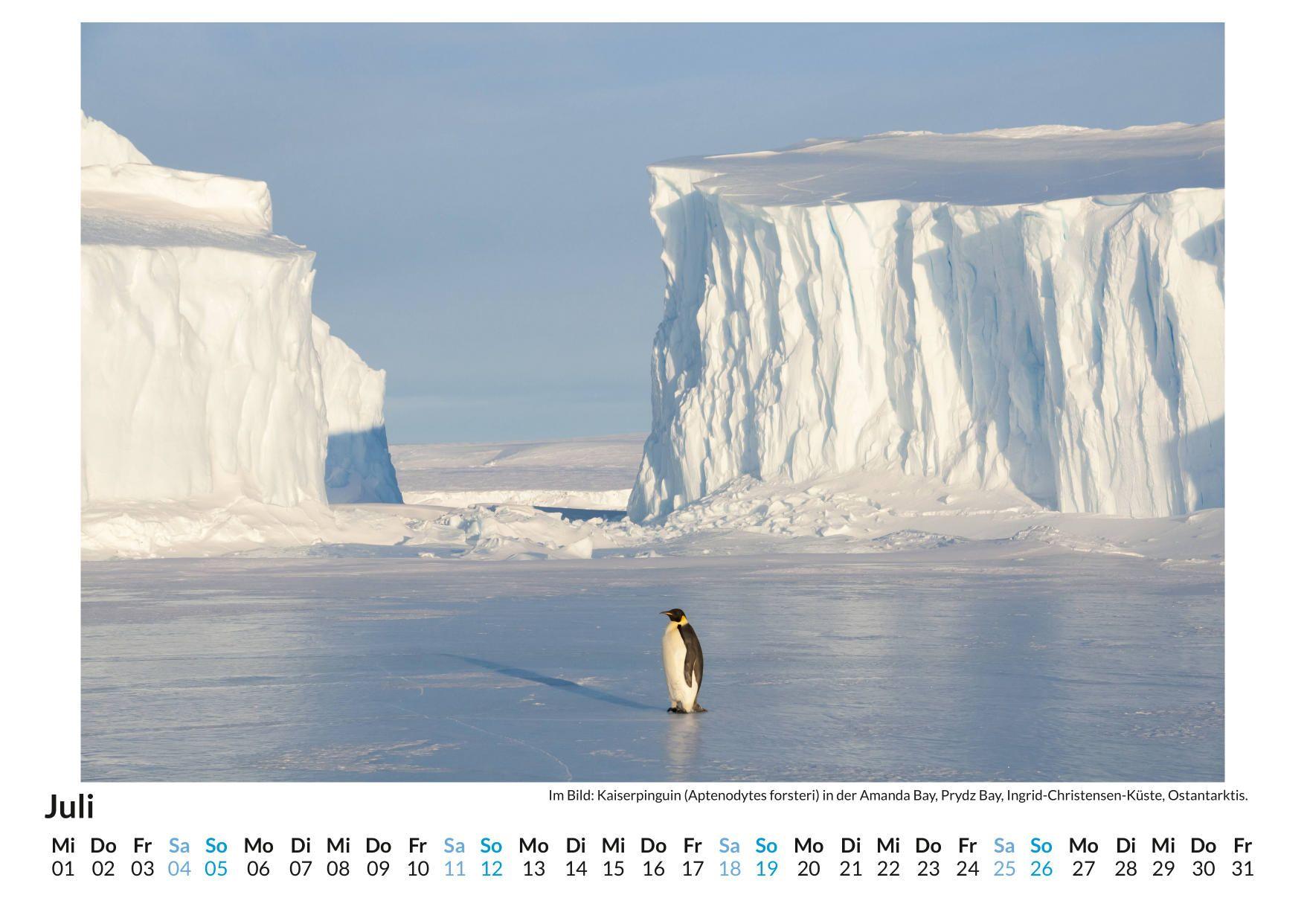 Beispielinhalt (Bild) Pinguine