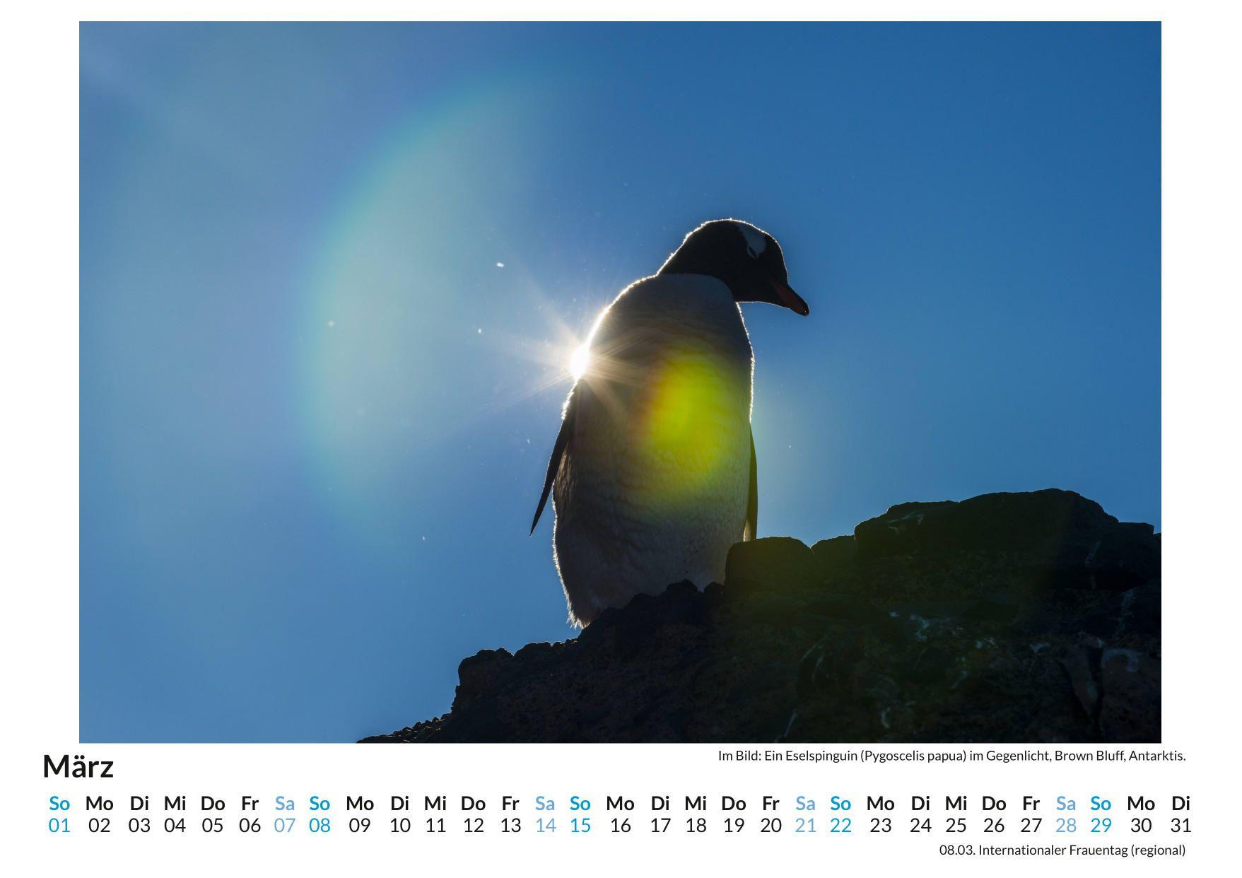 Beispielinhalt (Bild) Pinguine