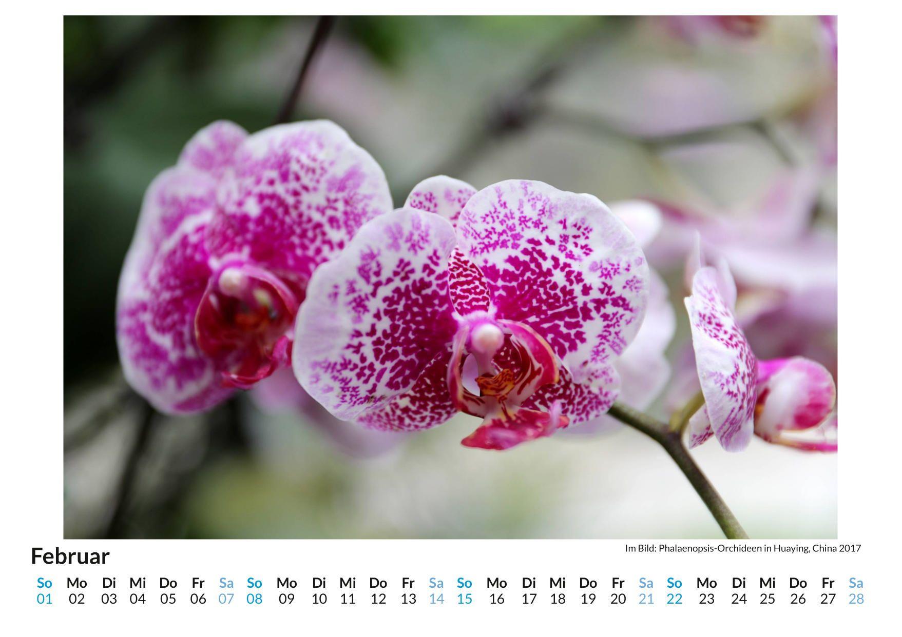 Beispielinhalt (Bild) Orchideen