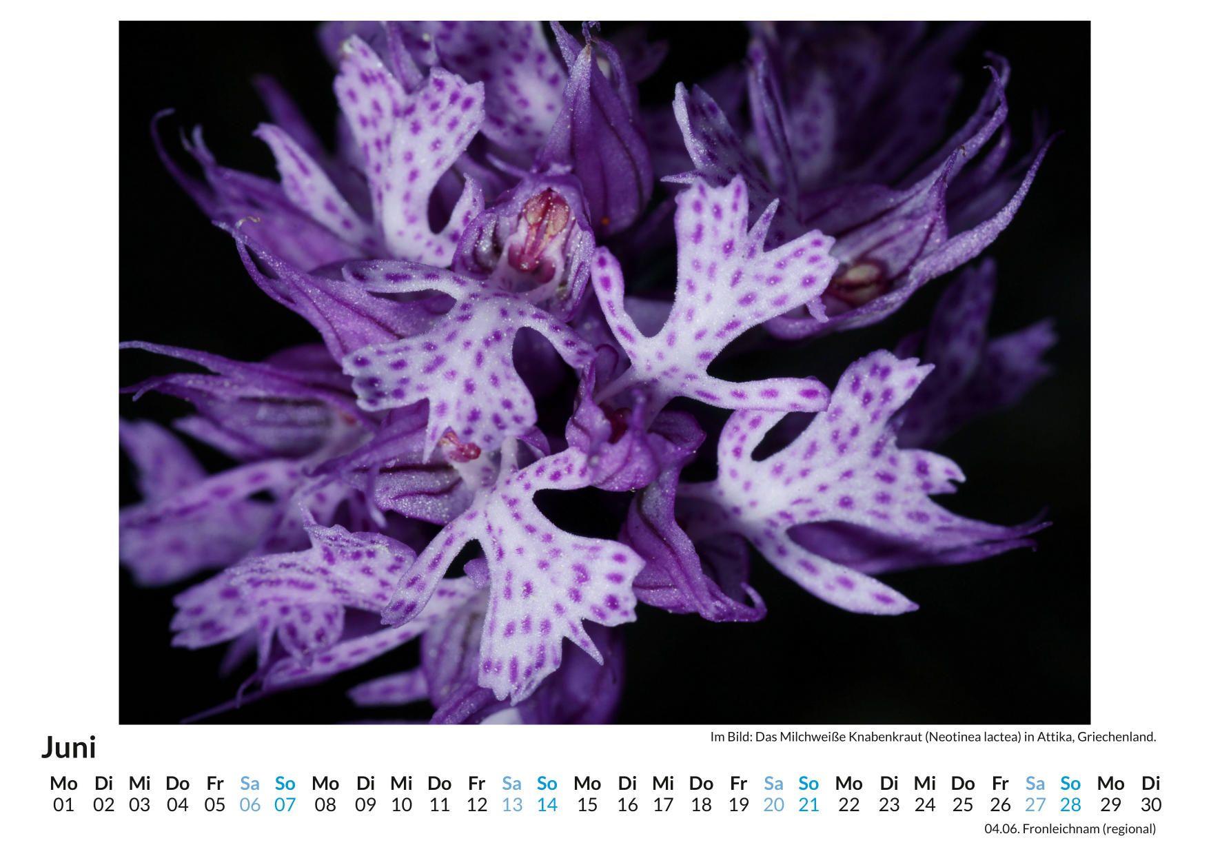 Beispielinhalt (Bild) Orchideen