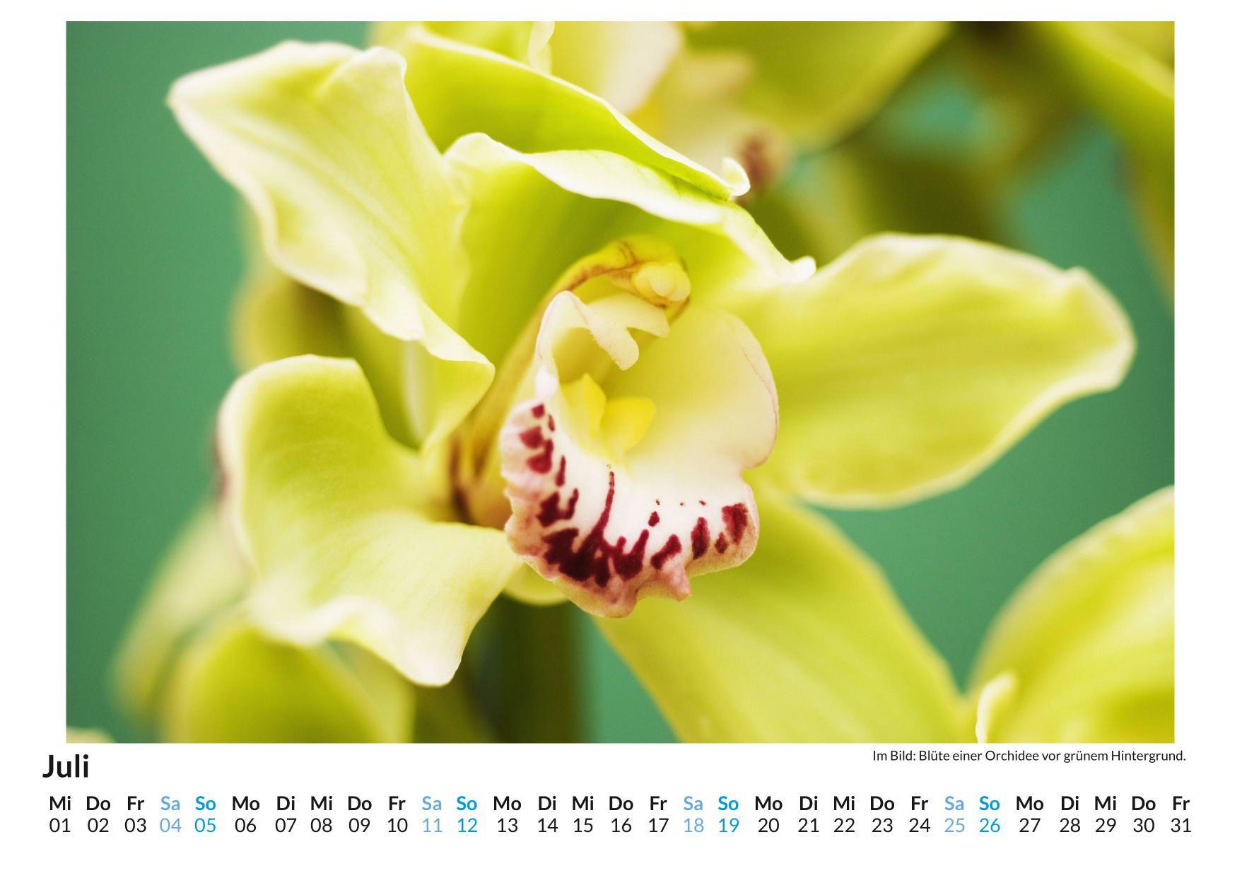 Beispielinhalt (Bild) Orchideen