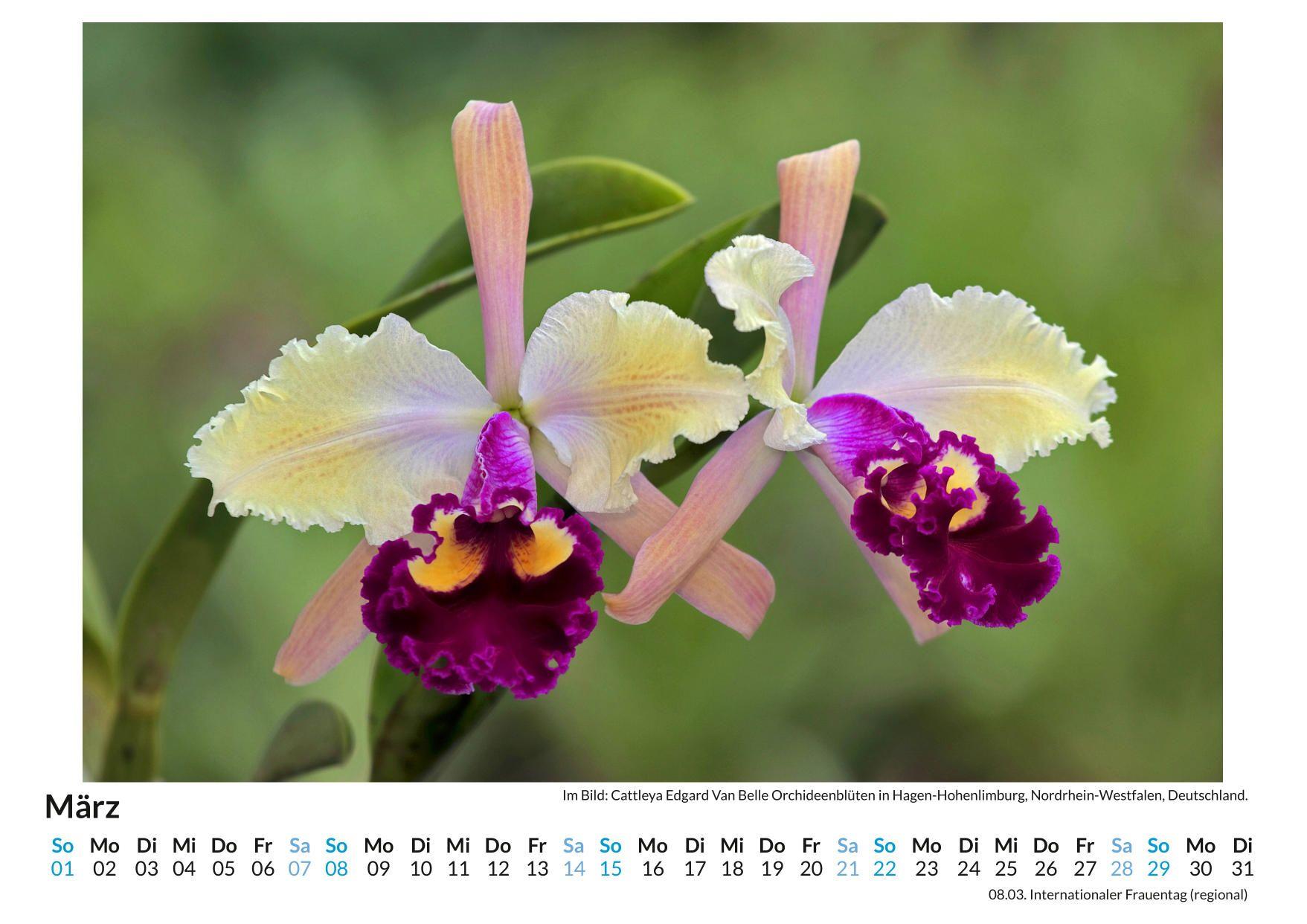 Beispielinhalt (Bild) Orchideen