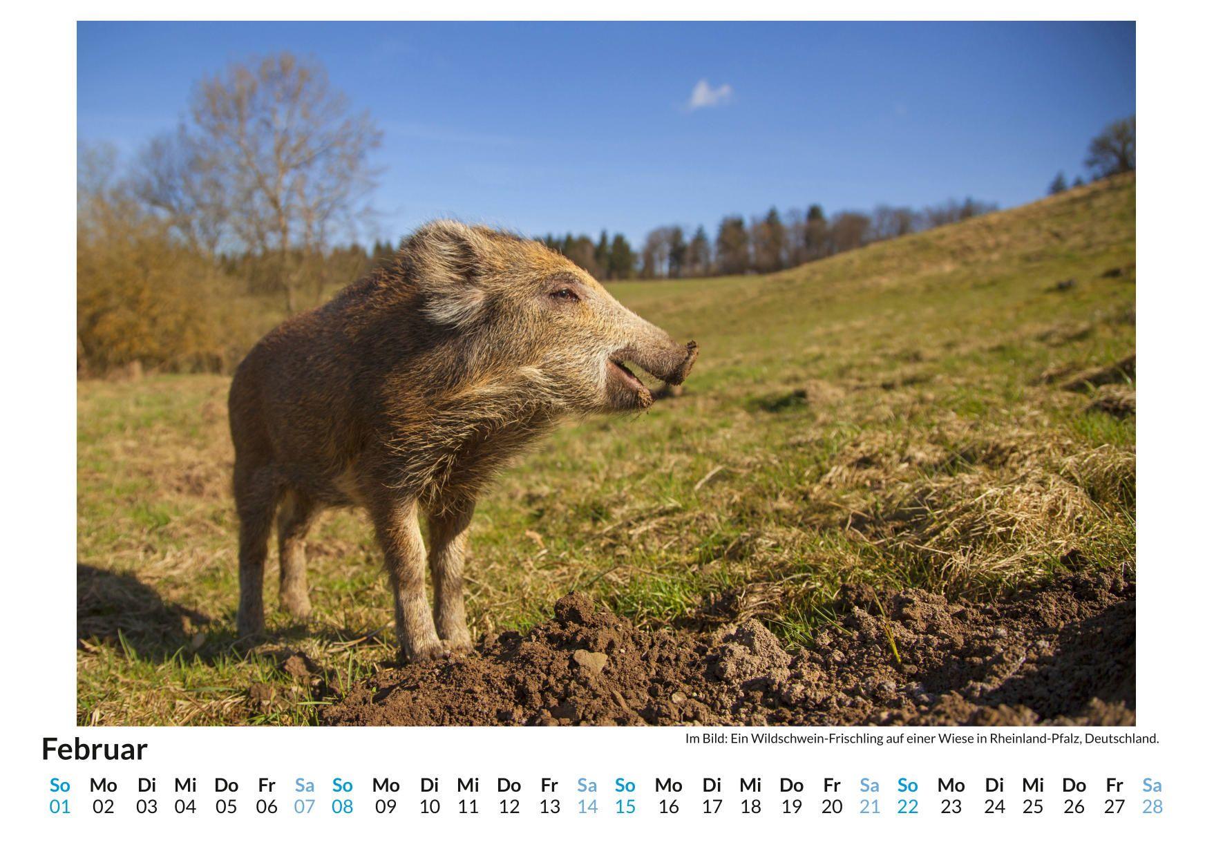 Beispielinhalt (Bild) Wildschweine