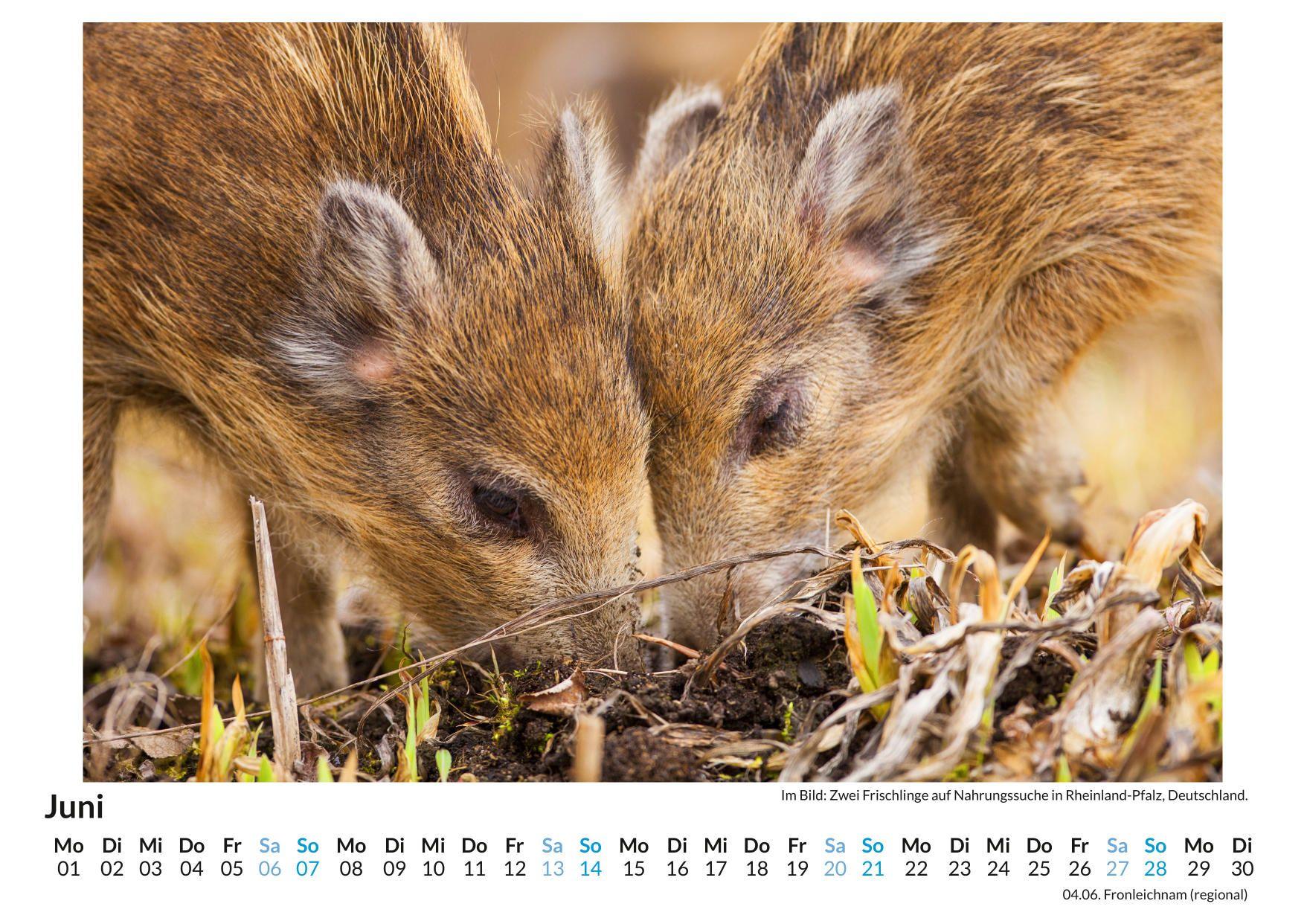 Beispielinhalt (Bild) Wildschweine