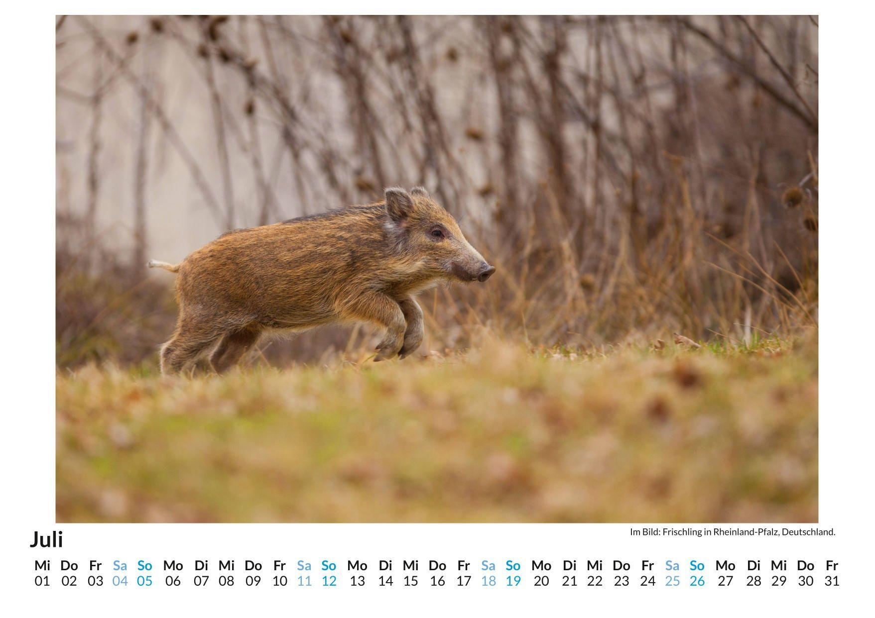 Beispielinhalt (Bild) Wildschweine