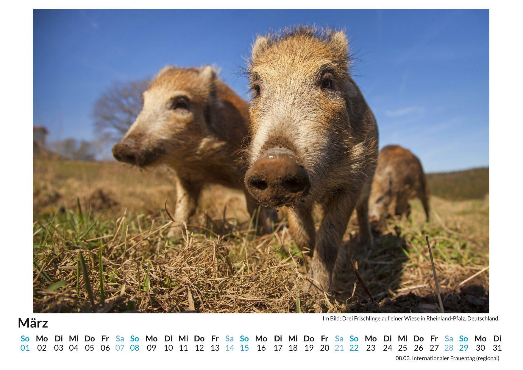 Beispielinhalt (Bild) Wildschweine