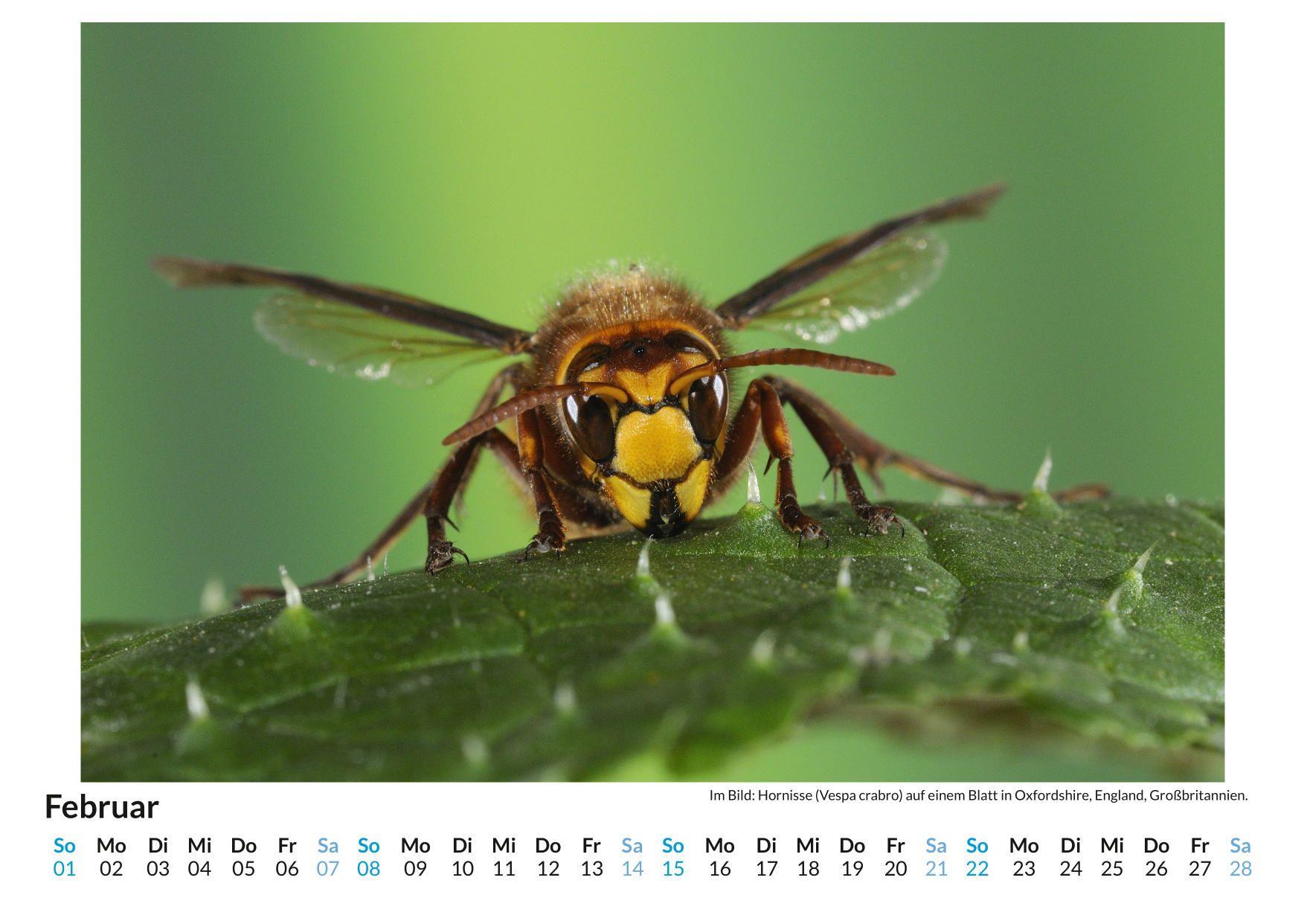 Beispielinhalt (Bild) Wespen