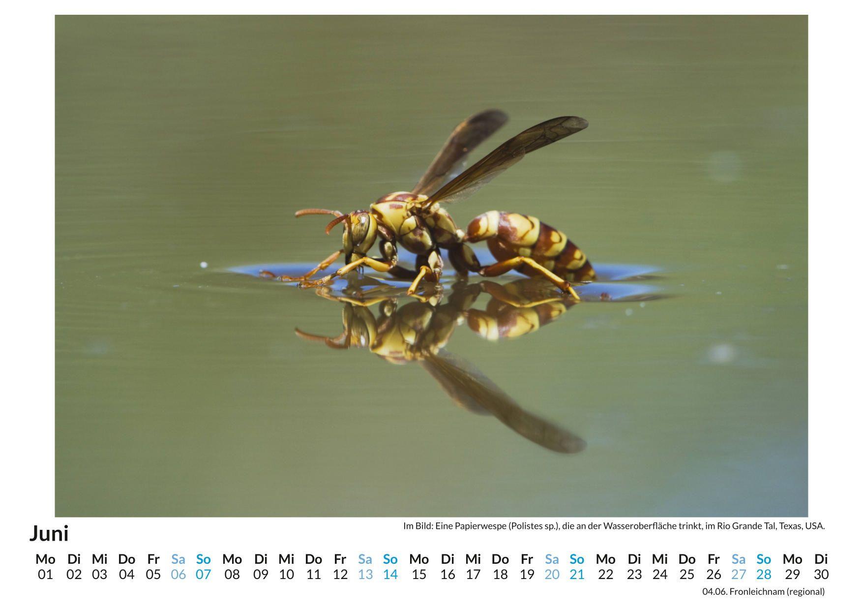 Beispielinhalt (Bild) Wespen