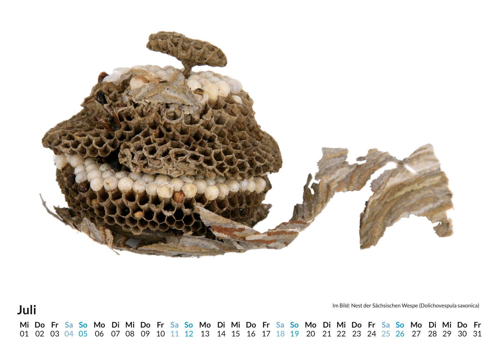 Beispielinhalt (Bild) Wespen