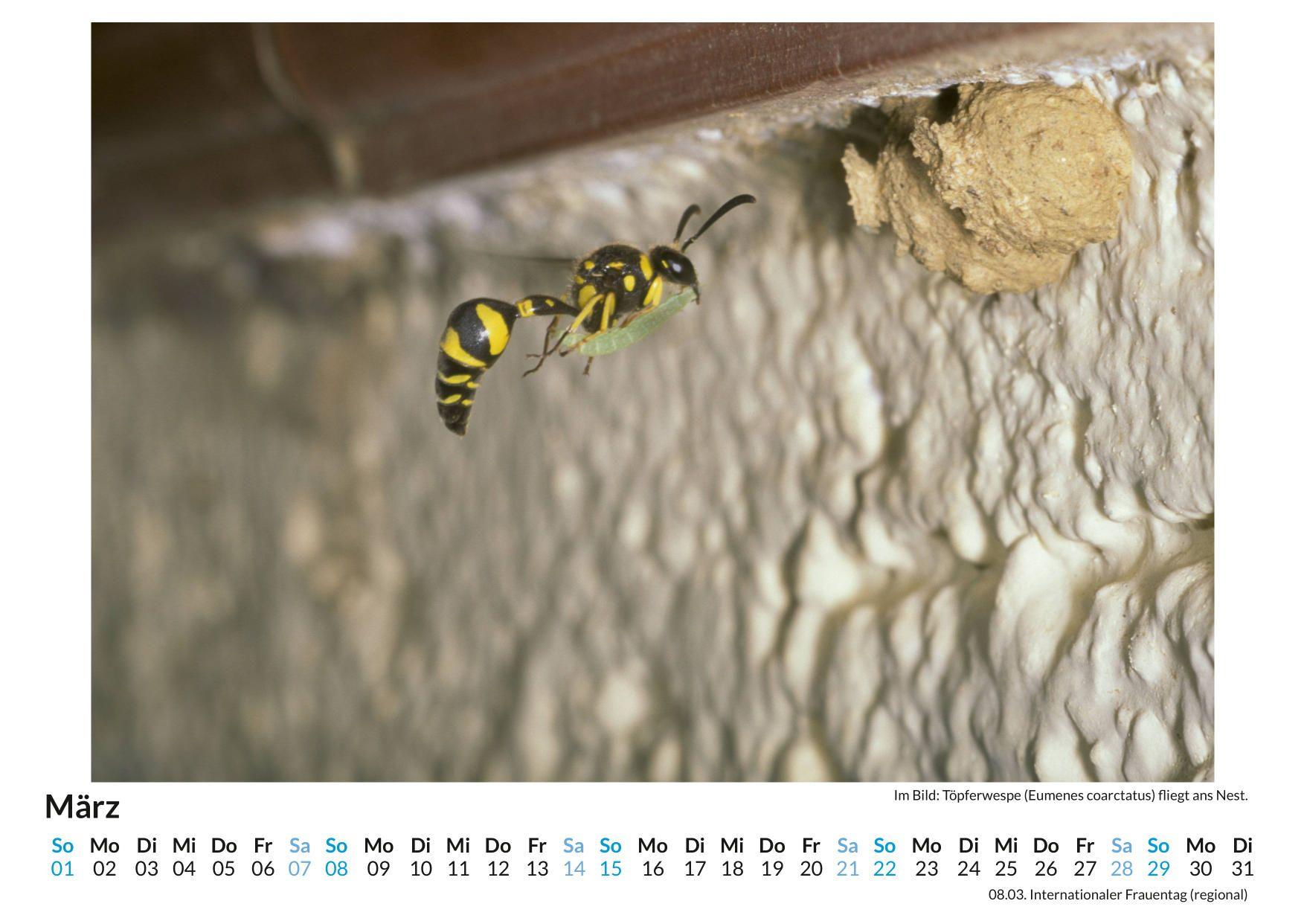 Beispielinhalt (Bild) Wespen