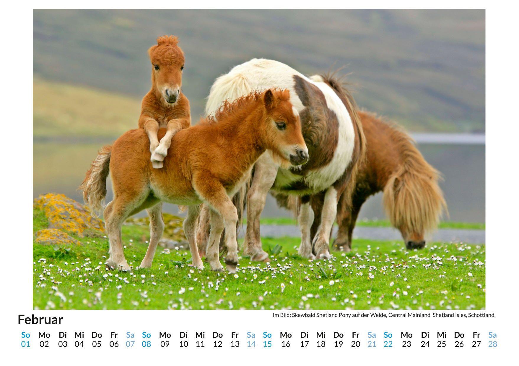 Beispielinhalt (Bild) Shetlandpony