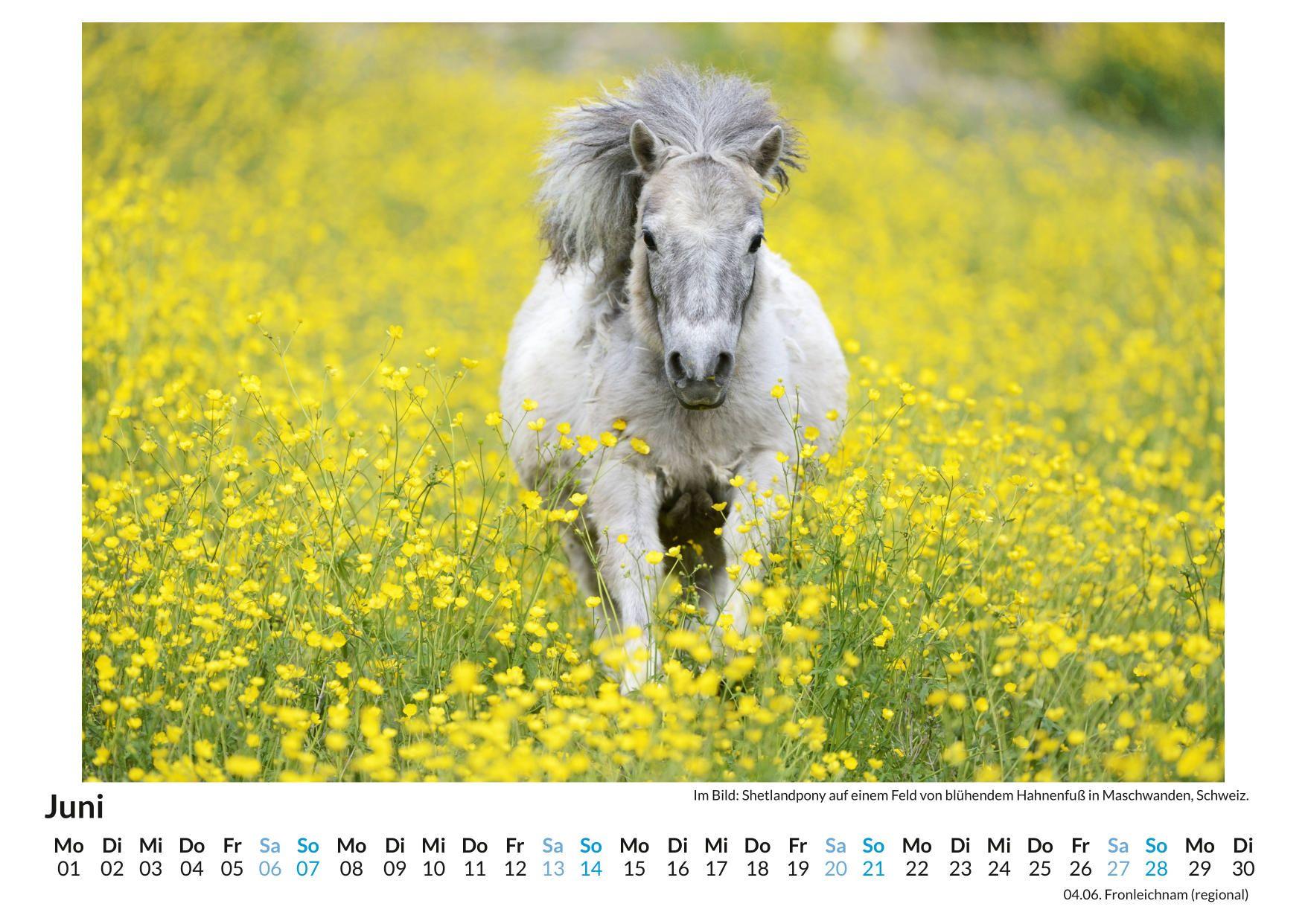 Beispielinhalt (Bild) Shetlandpony