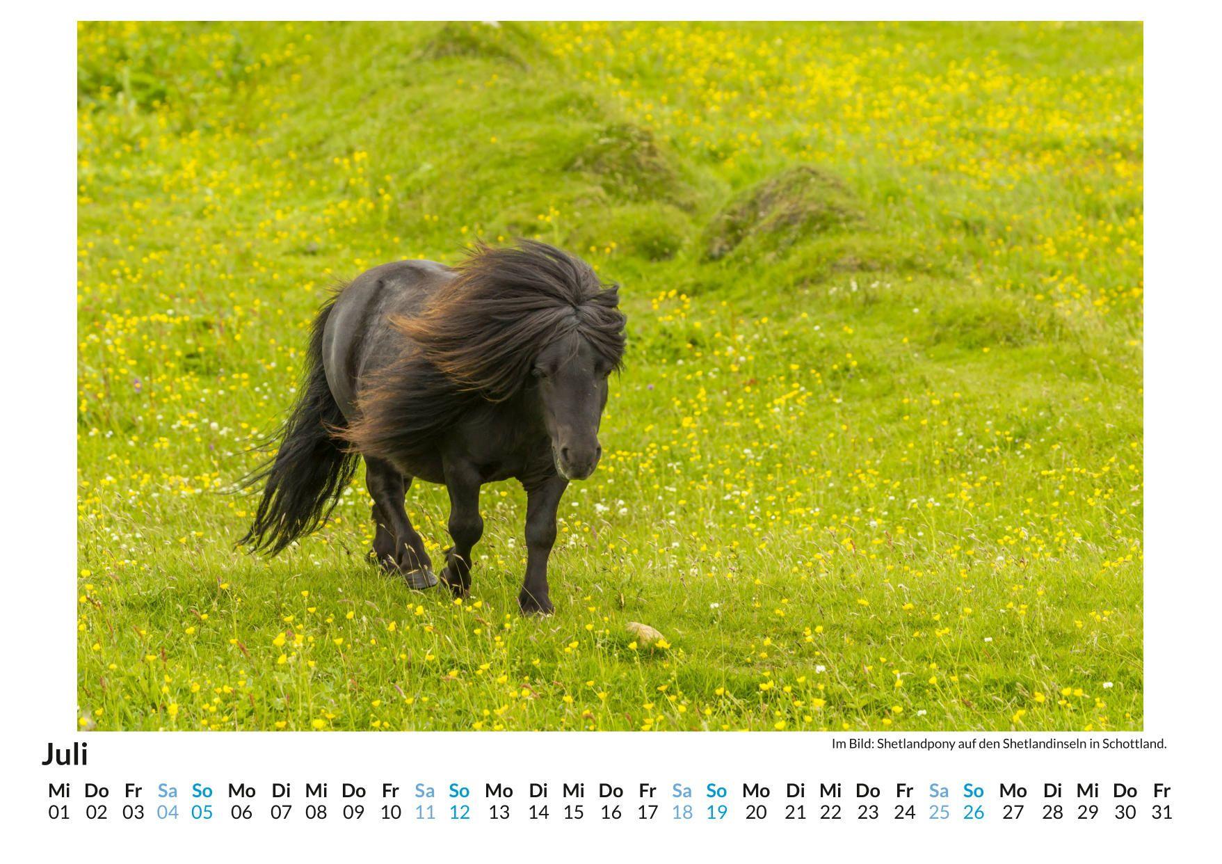Beispielinhalt (Bild) Shetlandpony