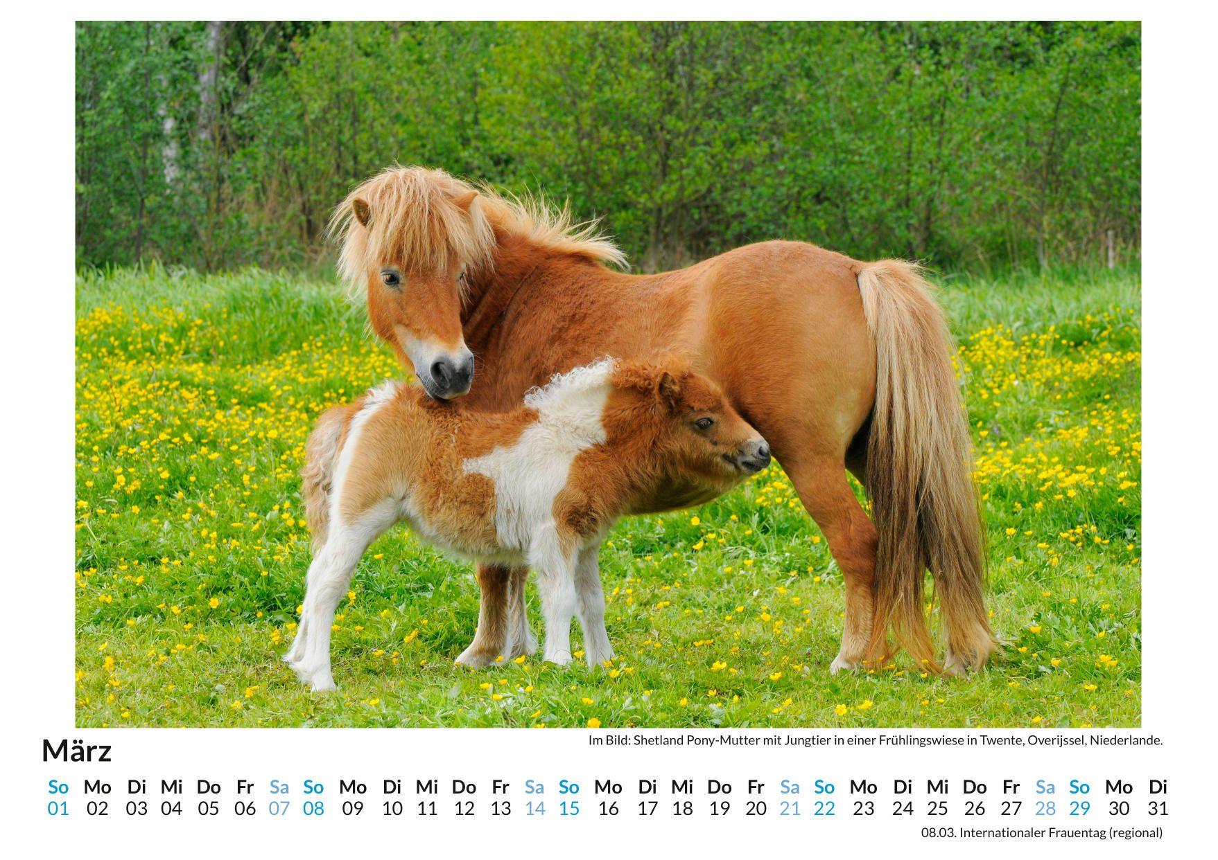Beispielinhalt (Bild) Shetlandpony