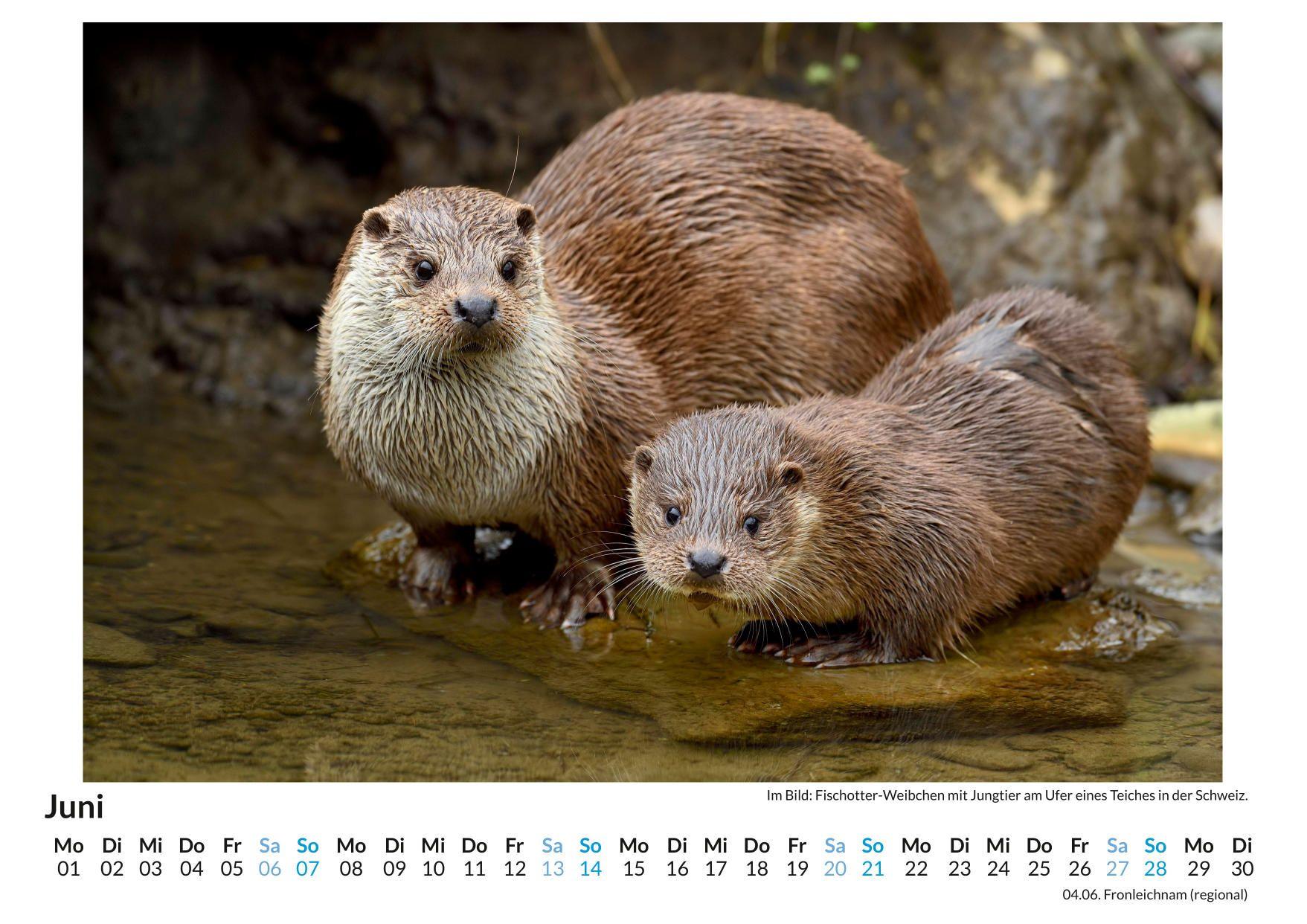 Beispielinhalt (Bild) Altweltotter