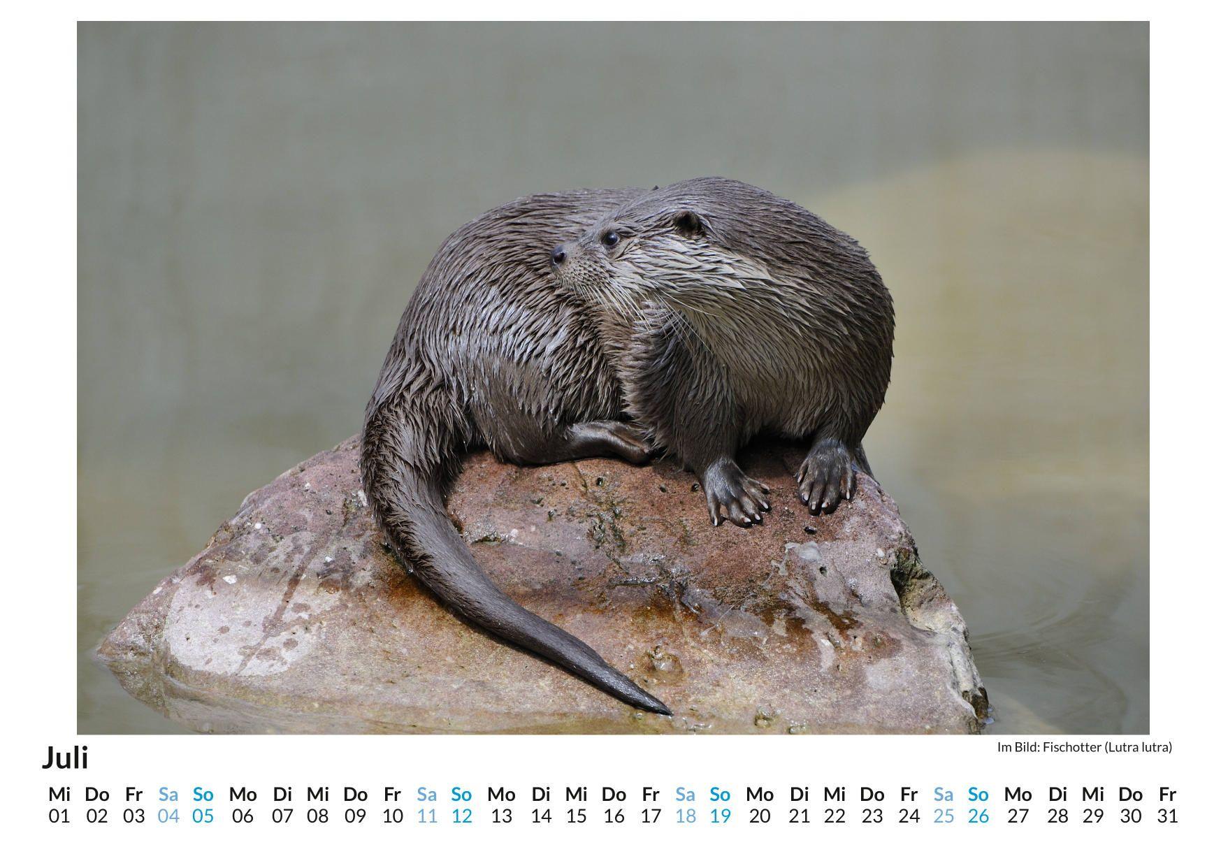 Beispielinhalt (Bild) Altweltotter