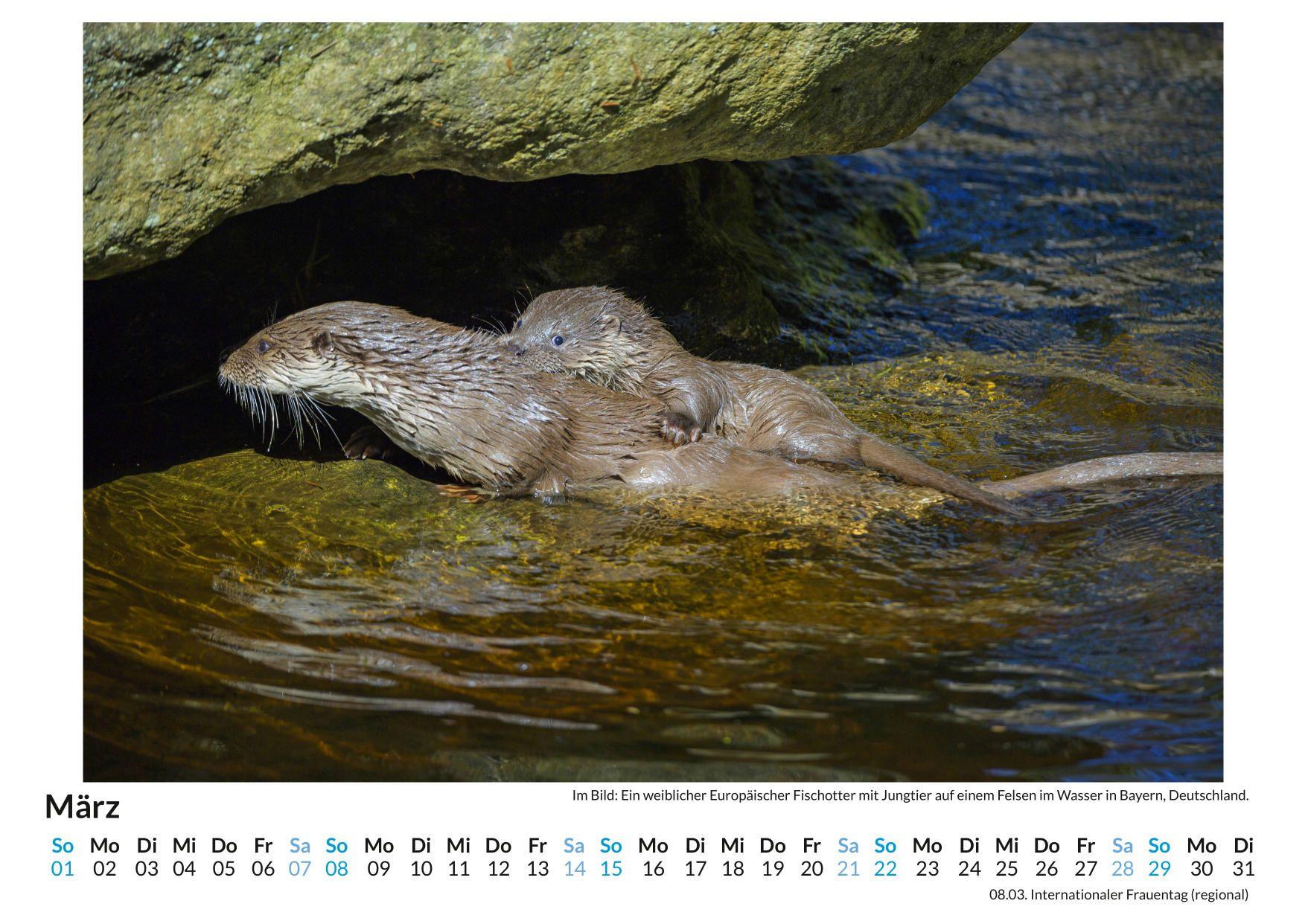 Beispielinhalt (Bild) Altweltotter