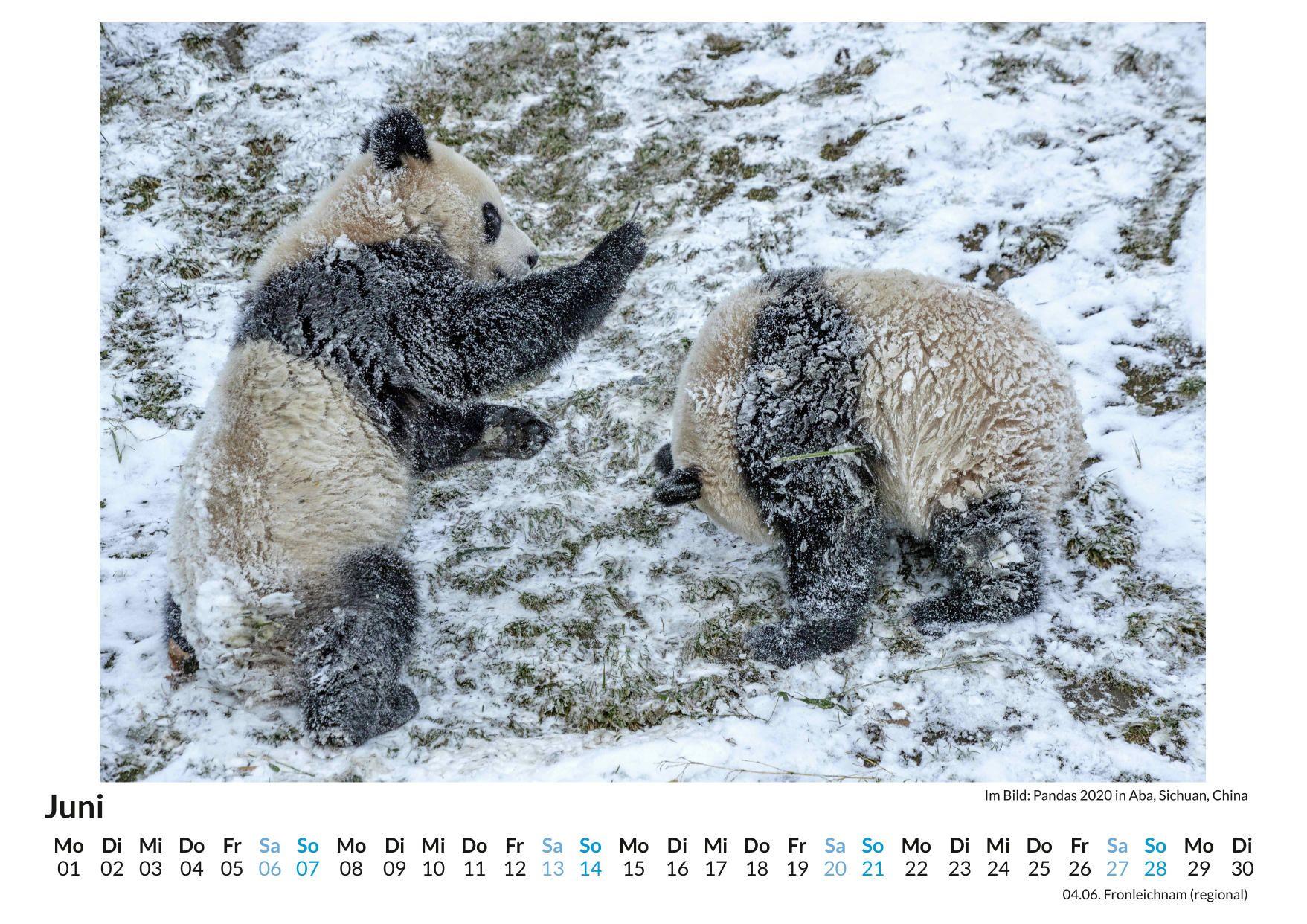 Beispielinhalt (Bild) Großer Panda