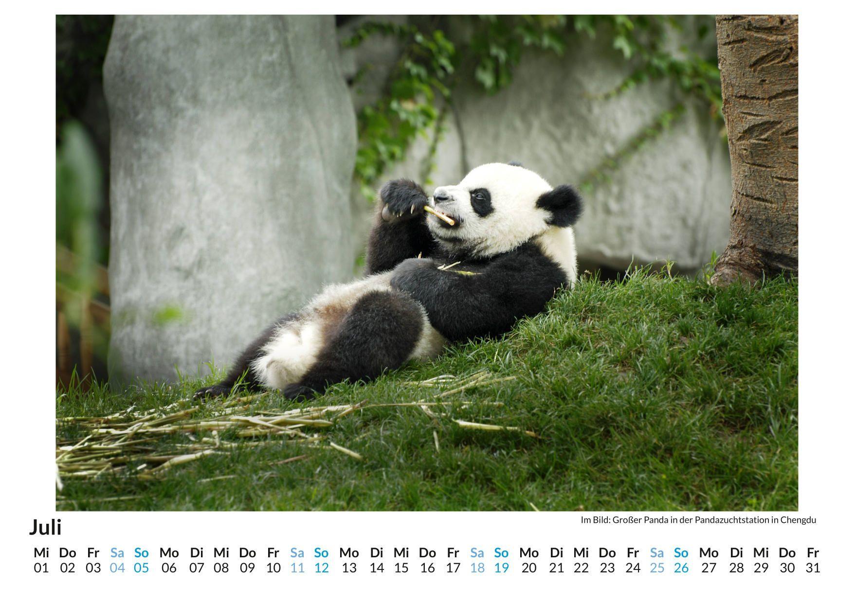 Beispielinhalt (Bild) Großer Panda