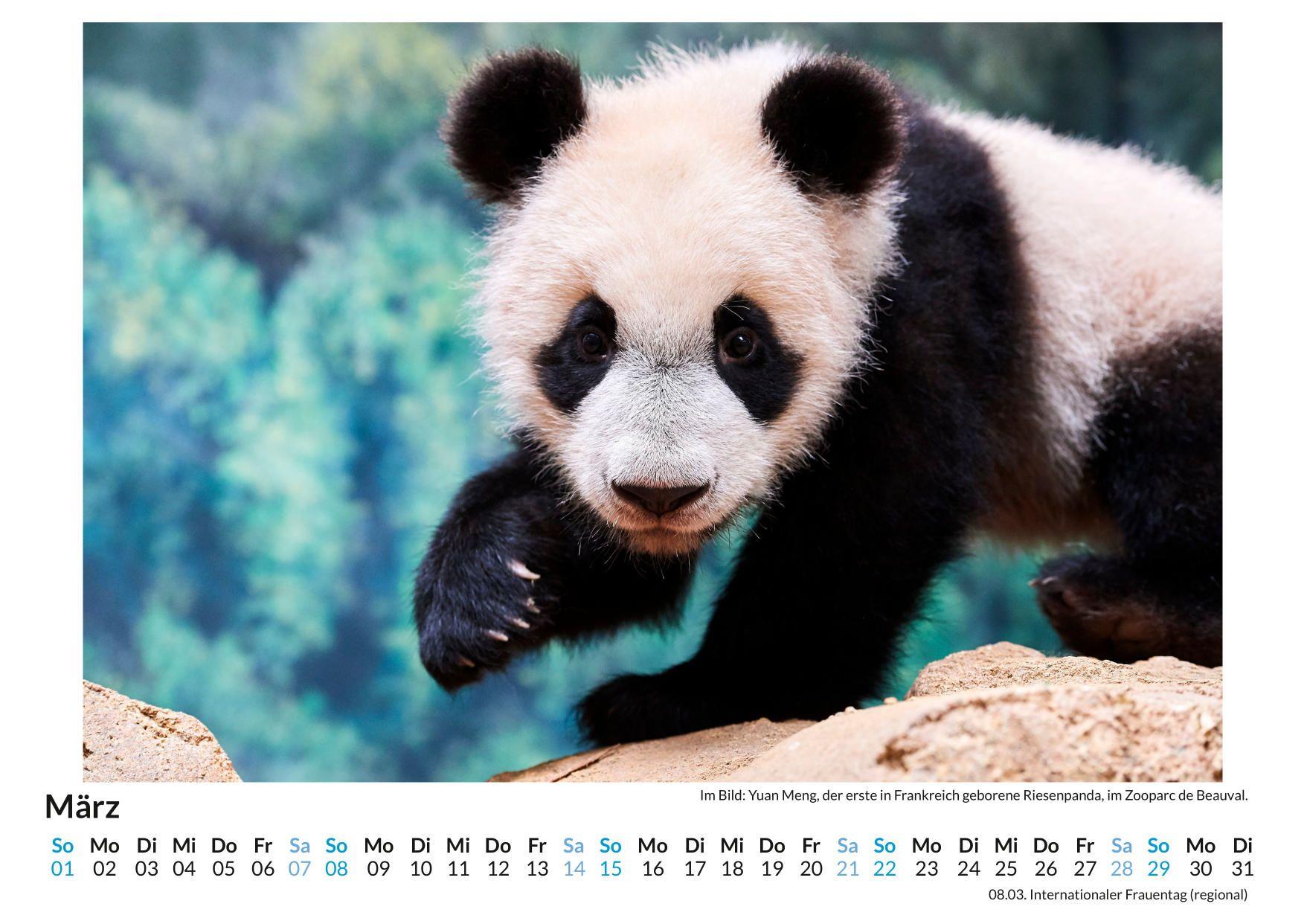 Beispielinhalt (Bild) Großer Panda