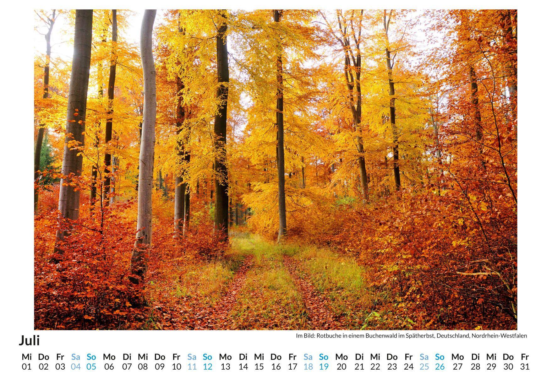 Beispielinhalt (Bild) Kraftquelle Wald