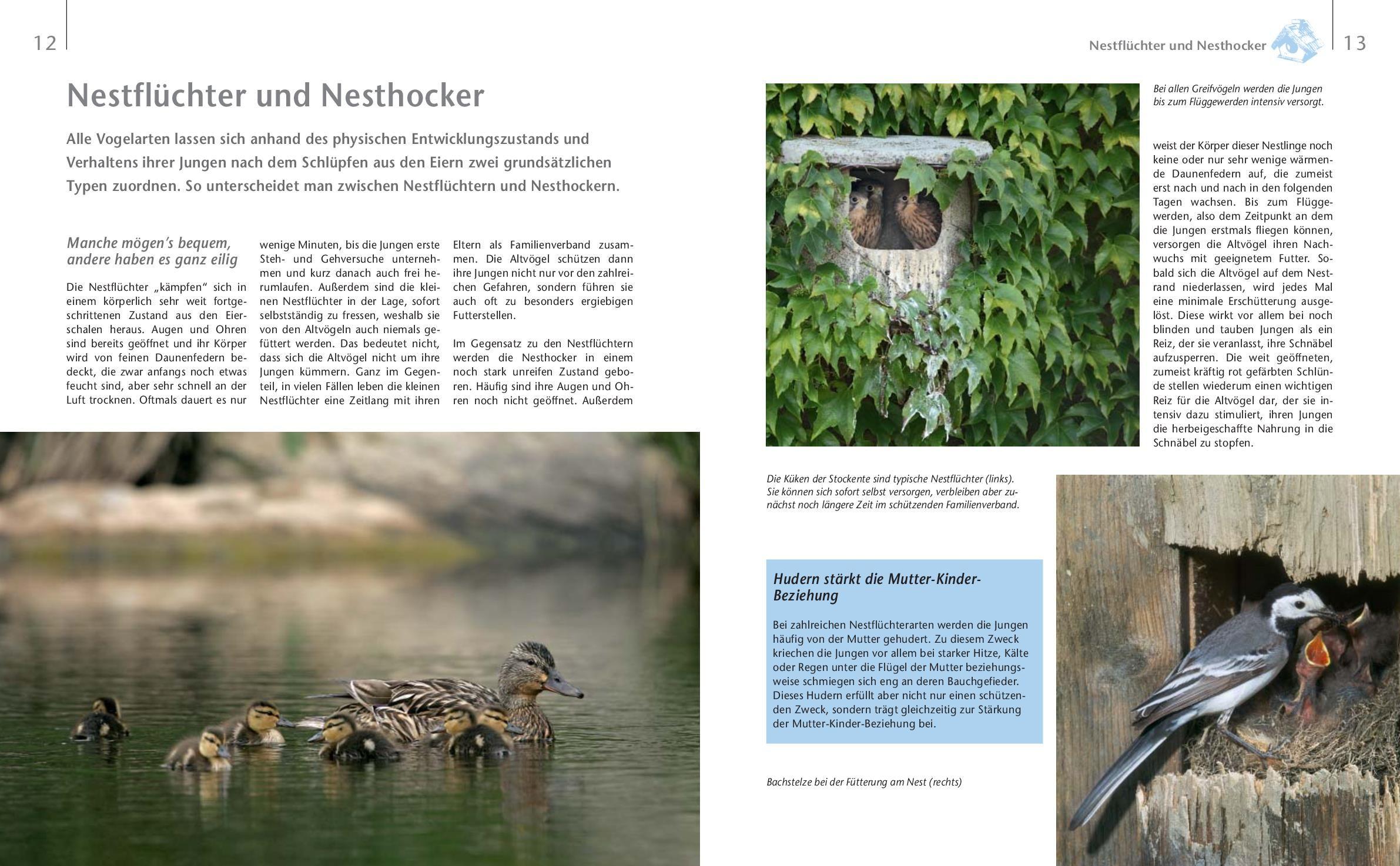 Beispielinhalt (Bild) Vögel zu Gast im Garten - Beobachten, bestimmen, schützen.