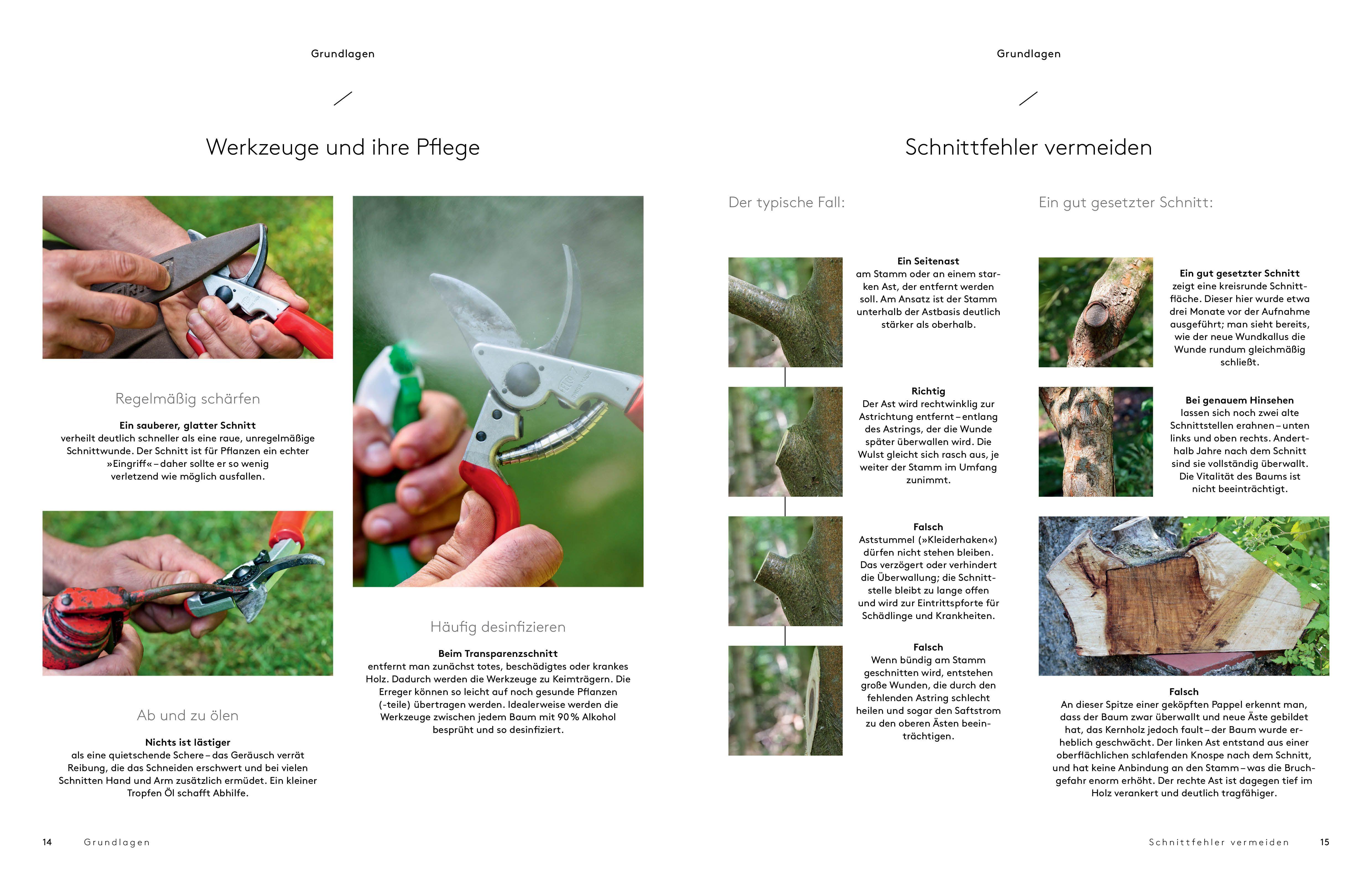 Beispielinhalt (Bild) Transparenzschnitt