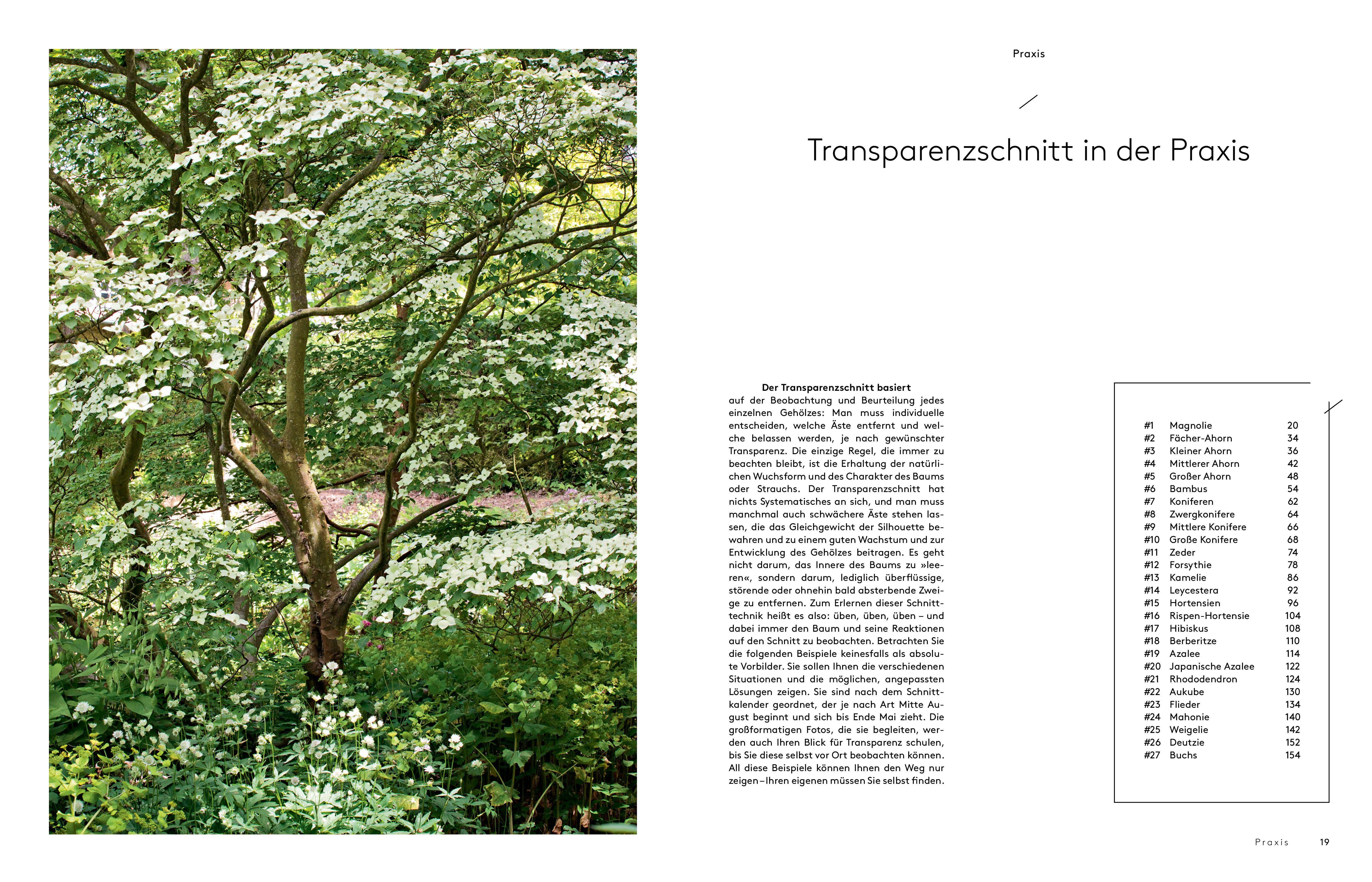 Beispielinhalt (Bild) Transparenzschnitt