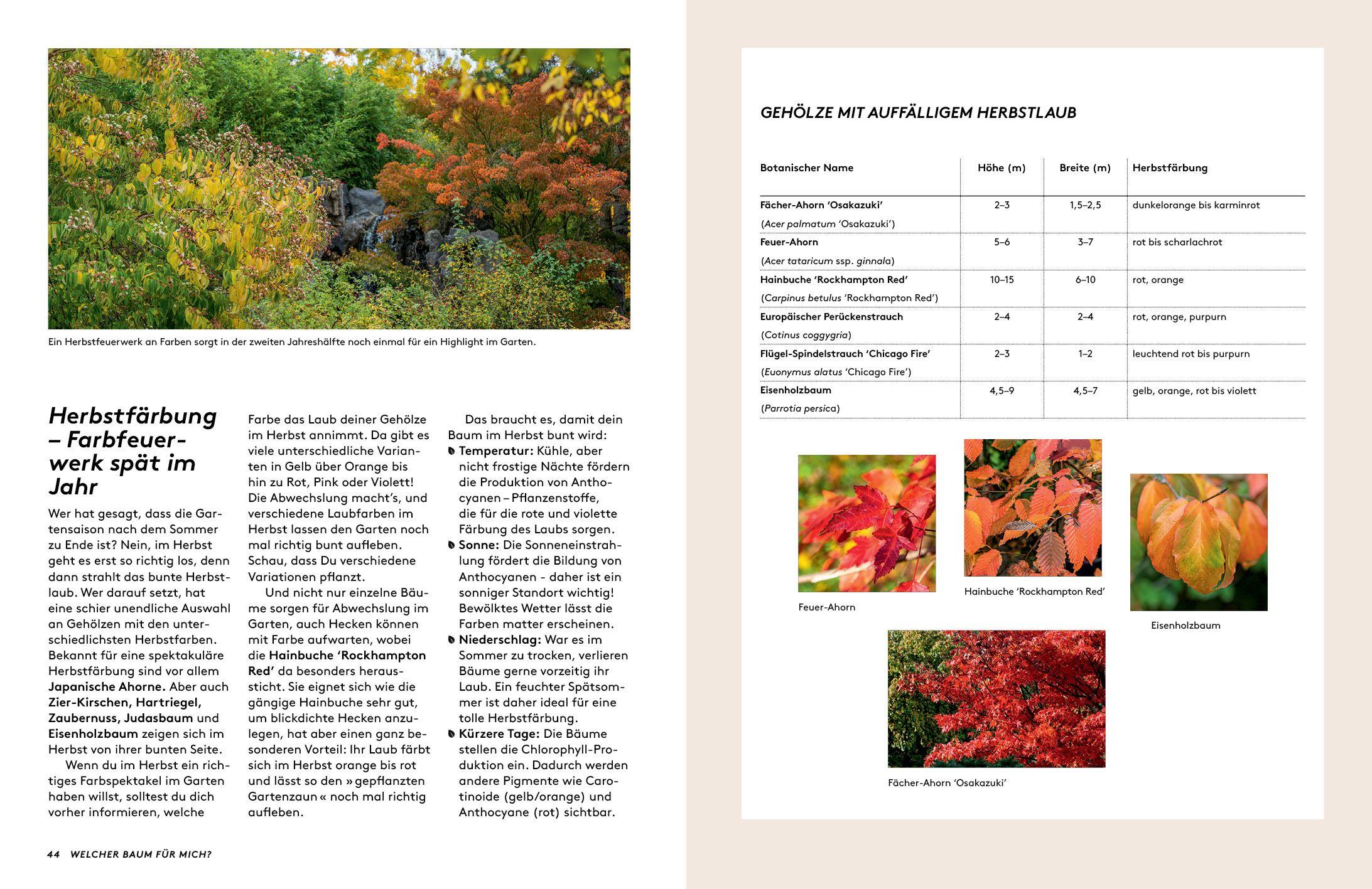 Beispielinhalt (Bild) Kleine Bäume für den Garten