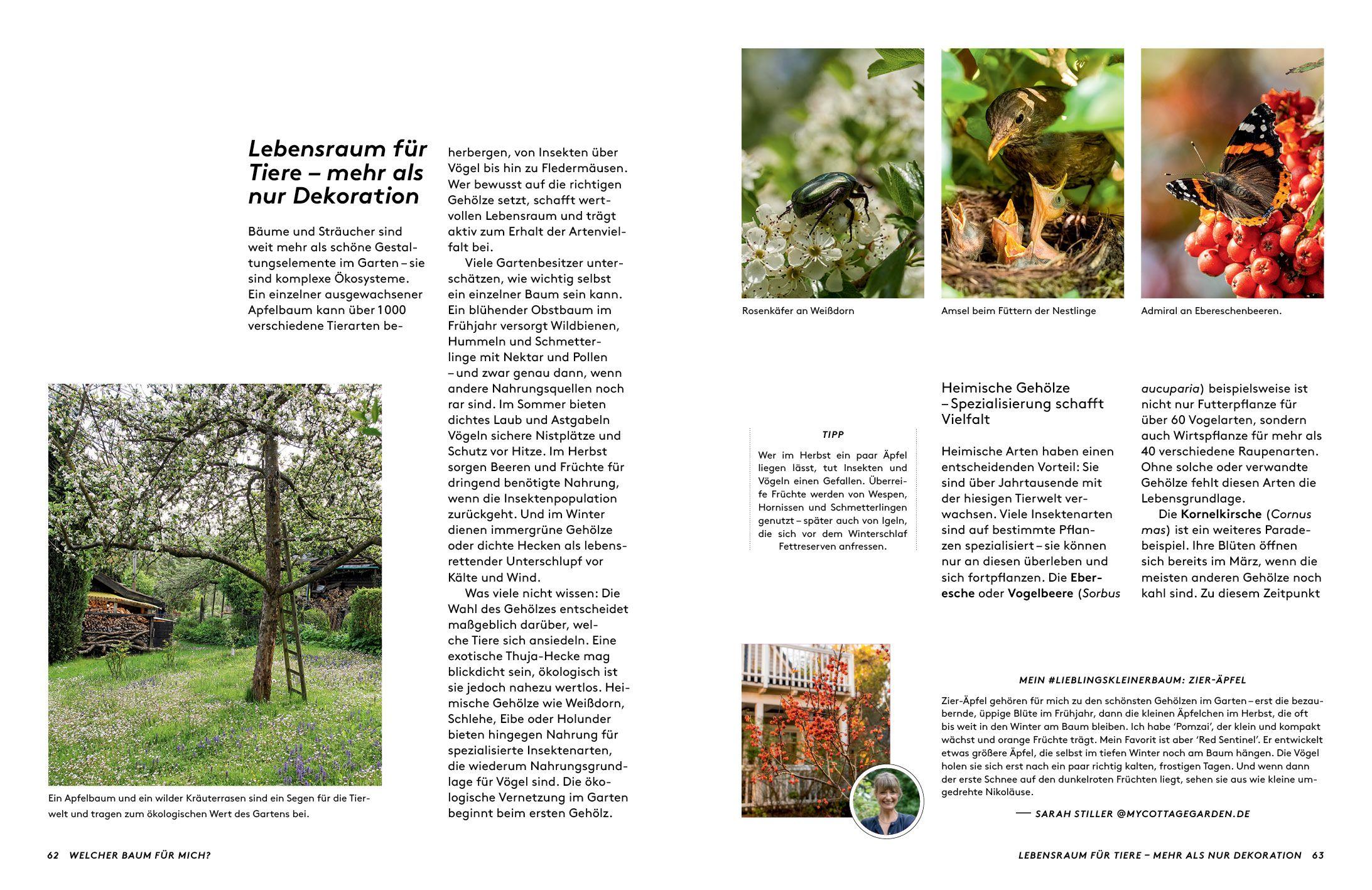 Beispielinhalt (Bild) Kleine Bäume für den Garten