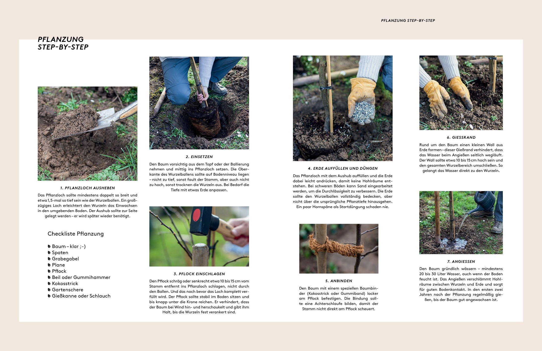 Beispielinhalt (Bild) Kleine Bäume für den Garten