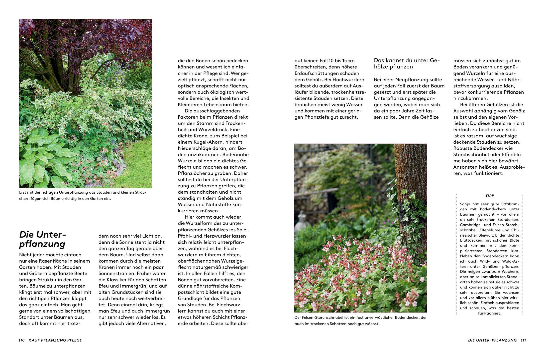 Beispielinhalt (Bild) Kleine Bäume für den Garten