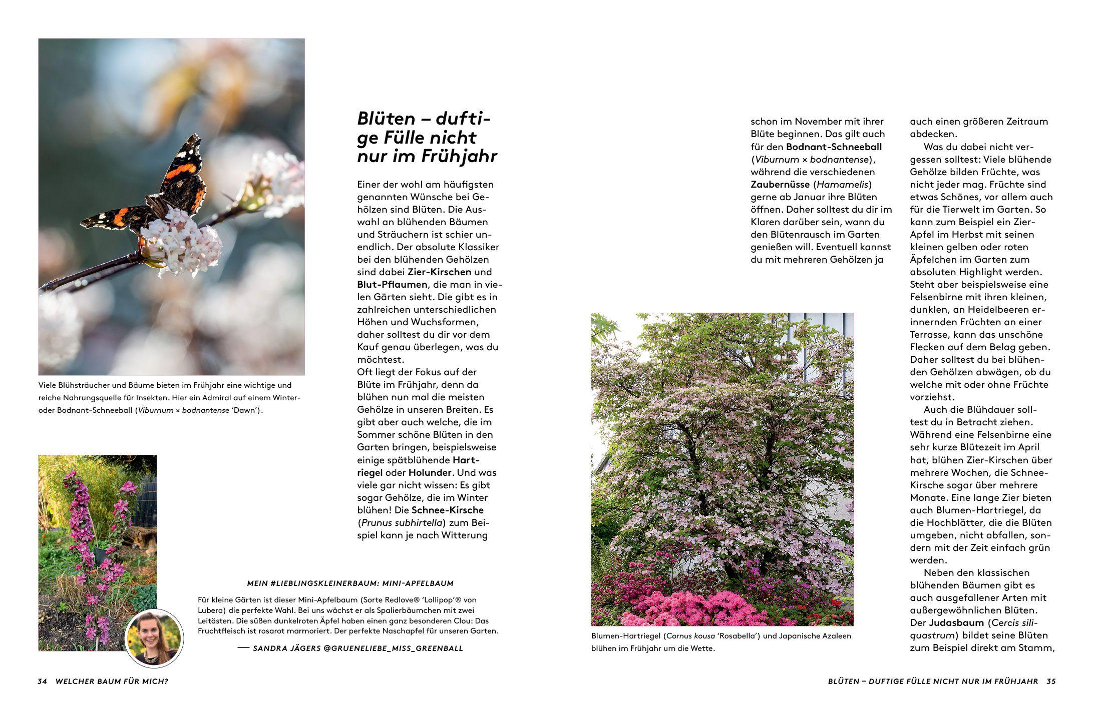 Beispielinhalt (Bild) Kleine Bäume für den Garten